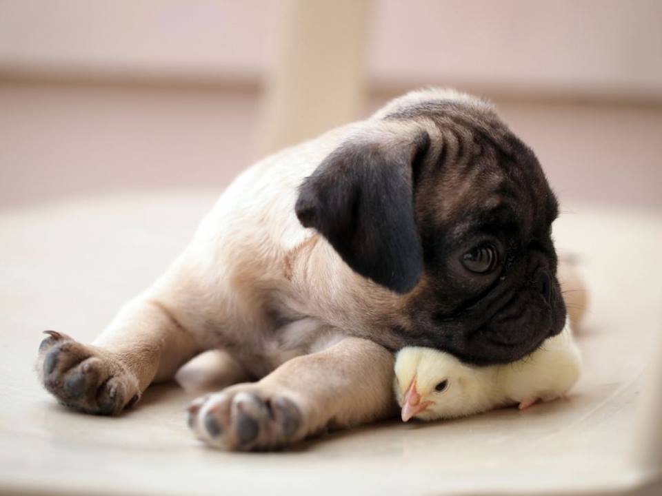Cute Baby Chick & Pug Dog1 - Pug And Chick - HD Wallpaper 