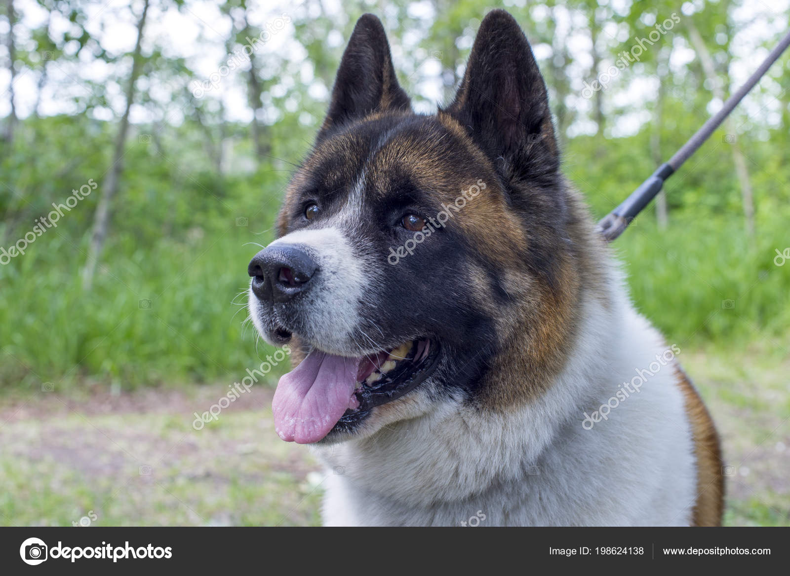 Companion Dog - HD Wallpaper 