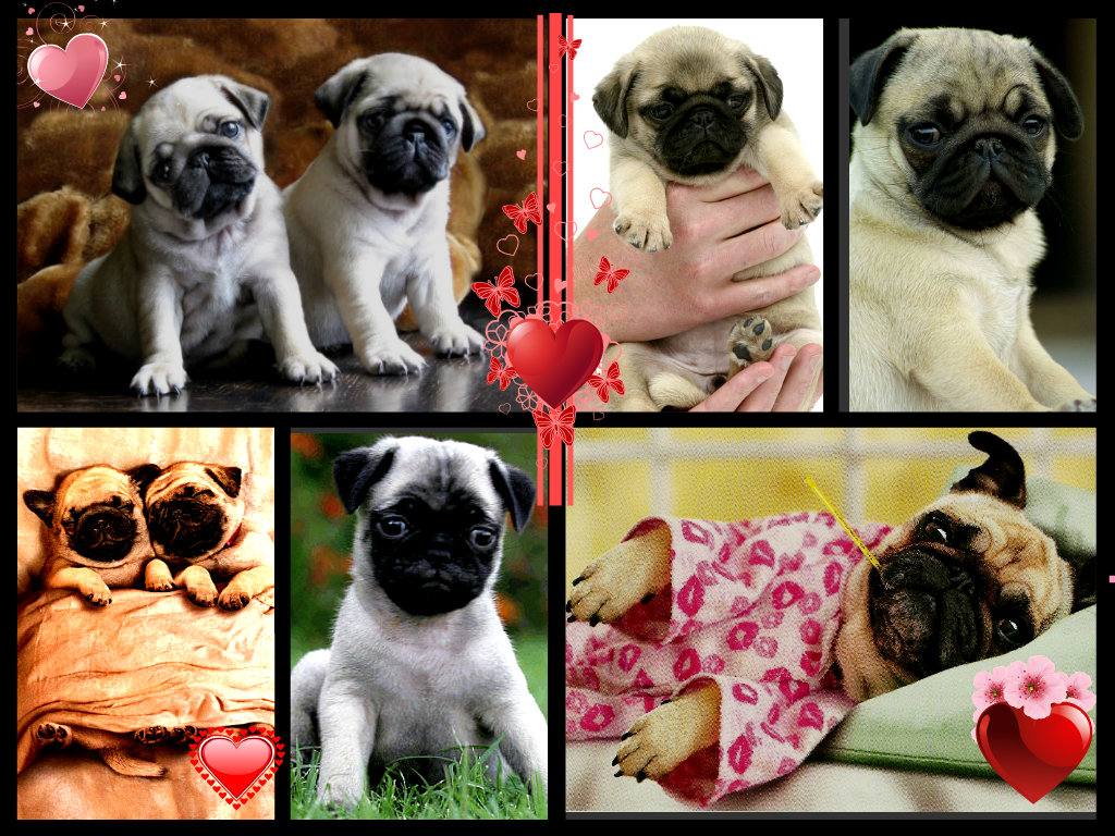 Pugs Are So Cute Collage - Pug - HD Wallpaper 