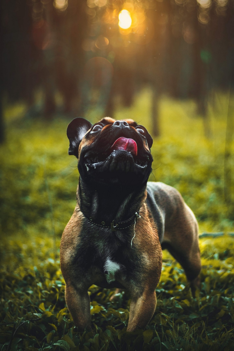 Wallpaper Pug, Dog, Tongue Protruding, Pet, Funny - Pug - HD Wallpaper 
