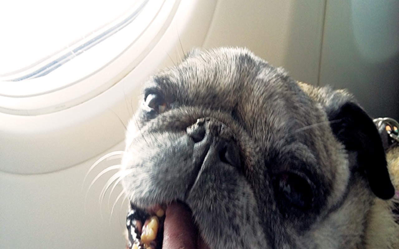 Pug - HD Wallpaper 