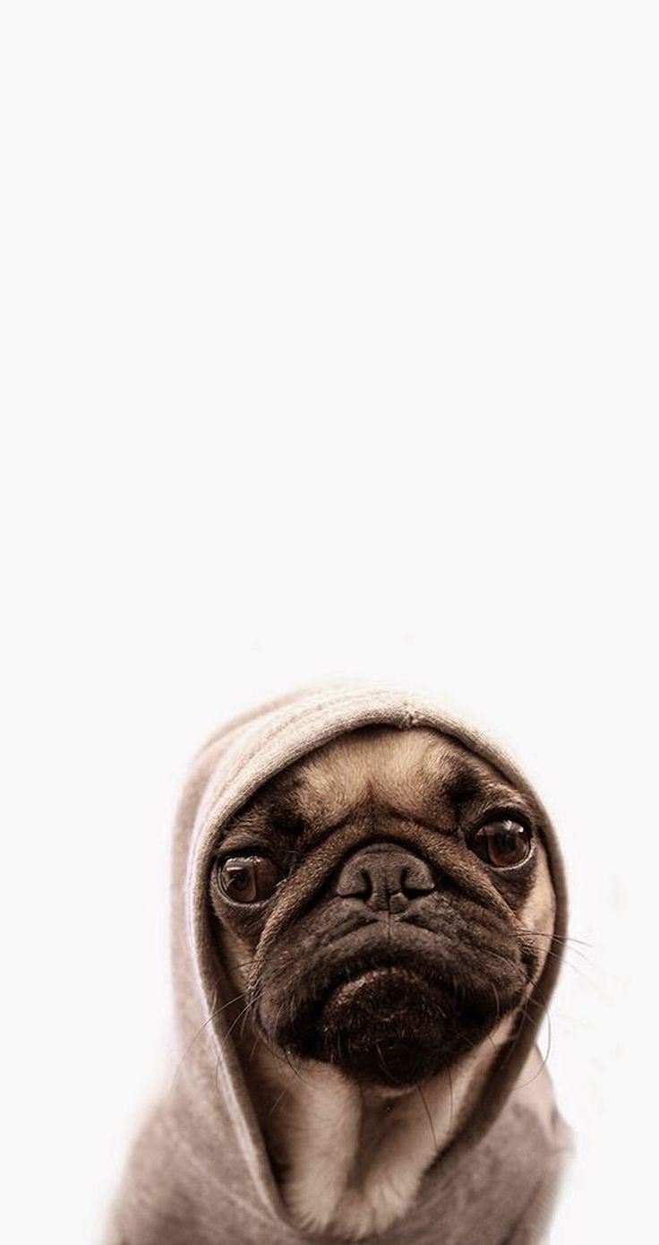 Best Pug Wallpaper Screensaver Images On Pinterest - Smush Faced Dogs - HD Wallpaper 