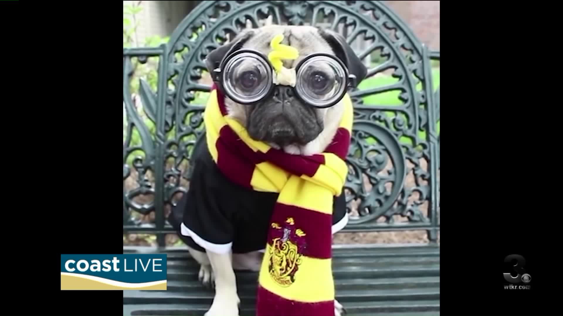 Items - [0] - Videotitle - Pug In Harry Potter Costume - HD Wallpaper 