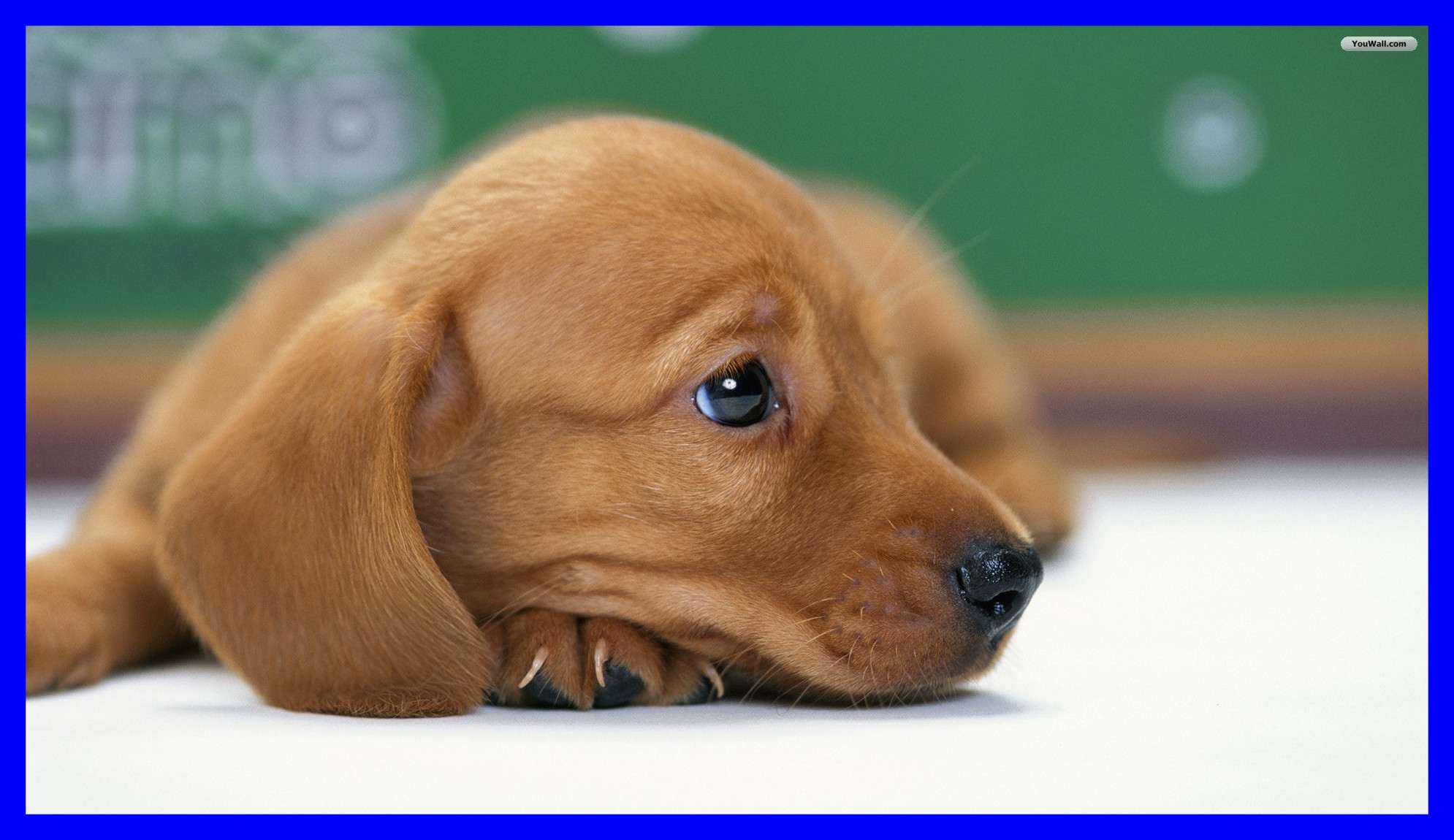 1990x1150, 
 Data Id 218377 
 Data Src /walls/full/1/a/3/218377 - Mini Dachshund Puppies Brown - HD Wallpaper 