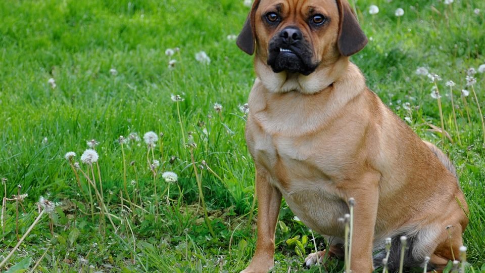 Puggle Dog - HD Wallpaper 
