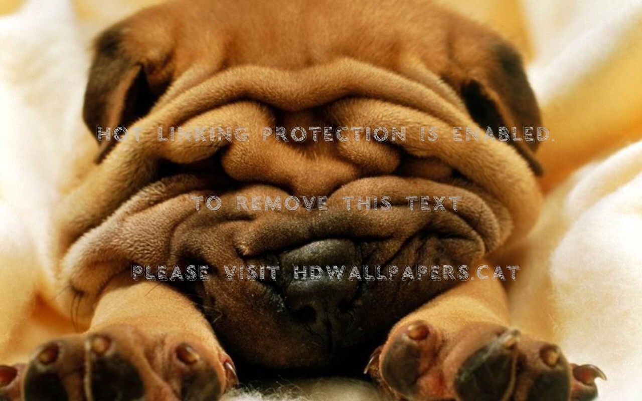 Wrinkles Shar Pei Black Baby Little Puppy - Shar Pei Dog Funny - HD Wallpaper 