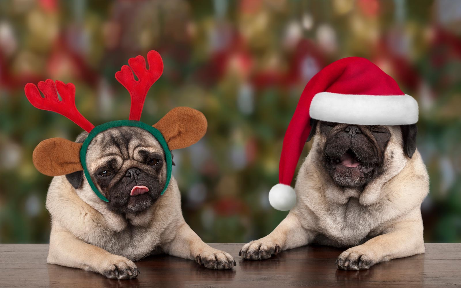 Xmas Pug - HD Wallpaper 