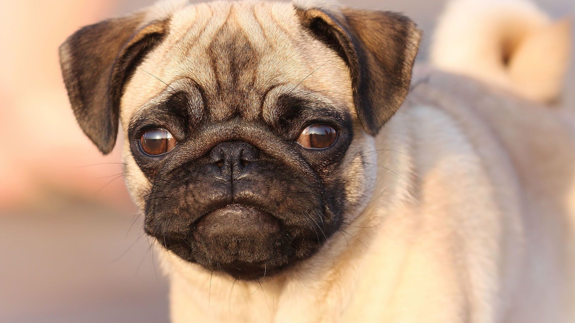 Pug Wallpaper 1920x1080 - HD Wallpaper 