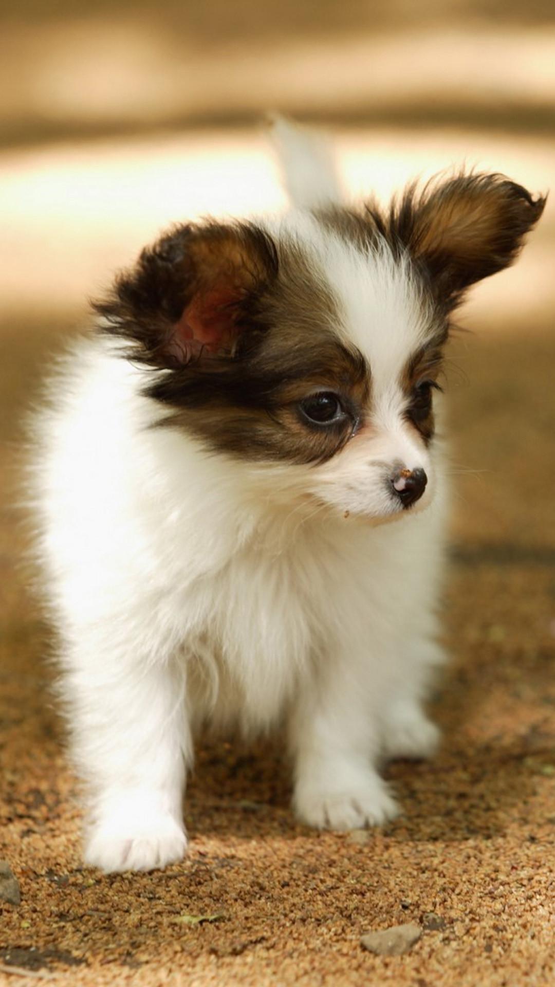 Cute Lovely Puppy Walking Dog Animal Iphone 6 Wallpaper - Cute Animal Backgrounds Iphone - HD Wallpaper 