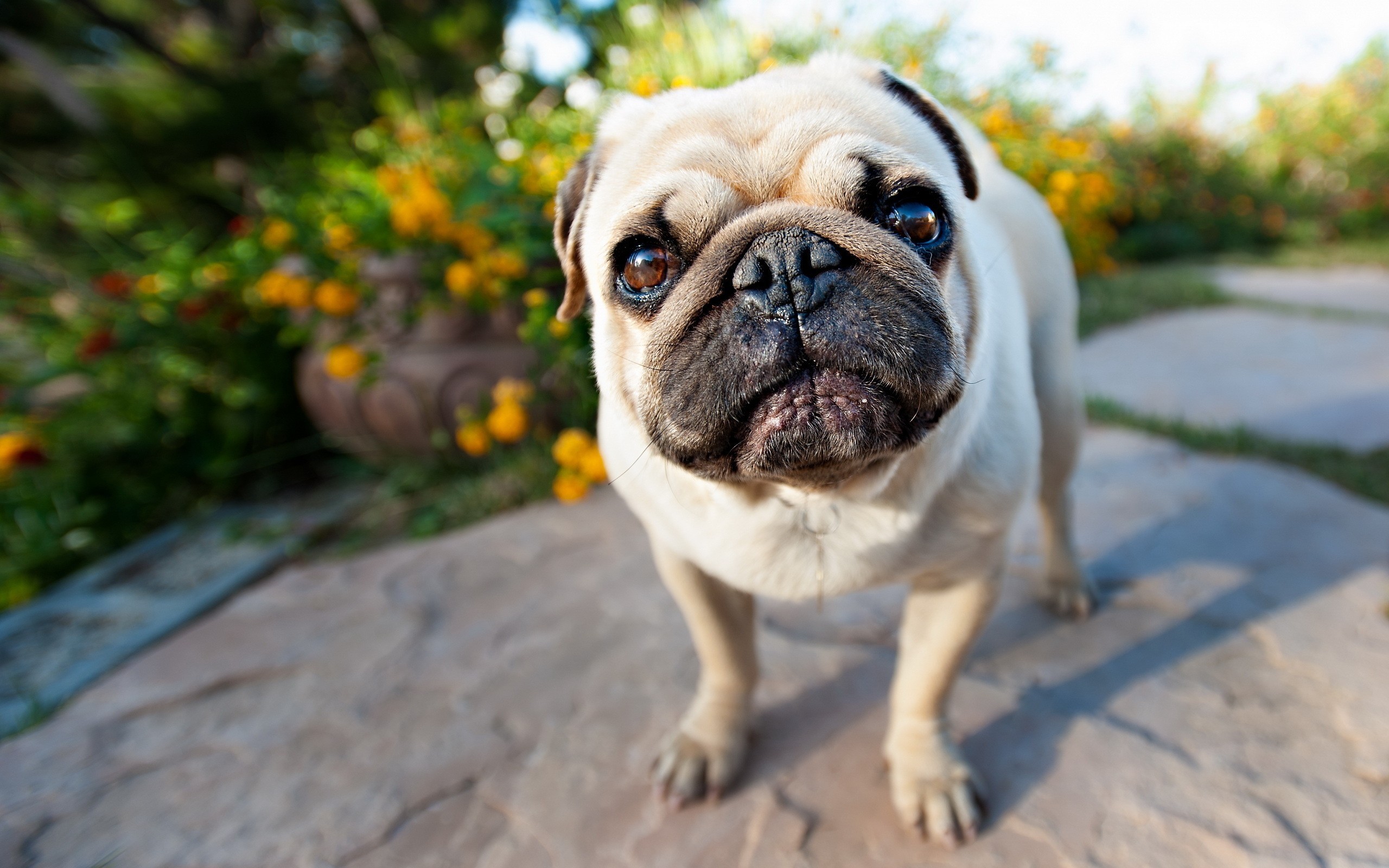 Pug Hd - HD Wallpaper 