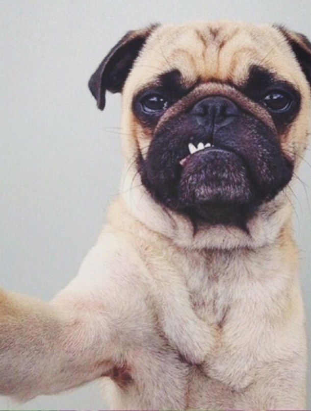 Dog Selfie - HD Wallpaper 