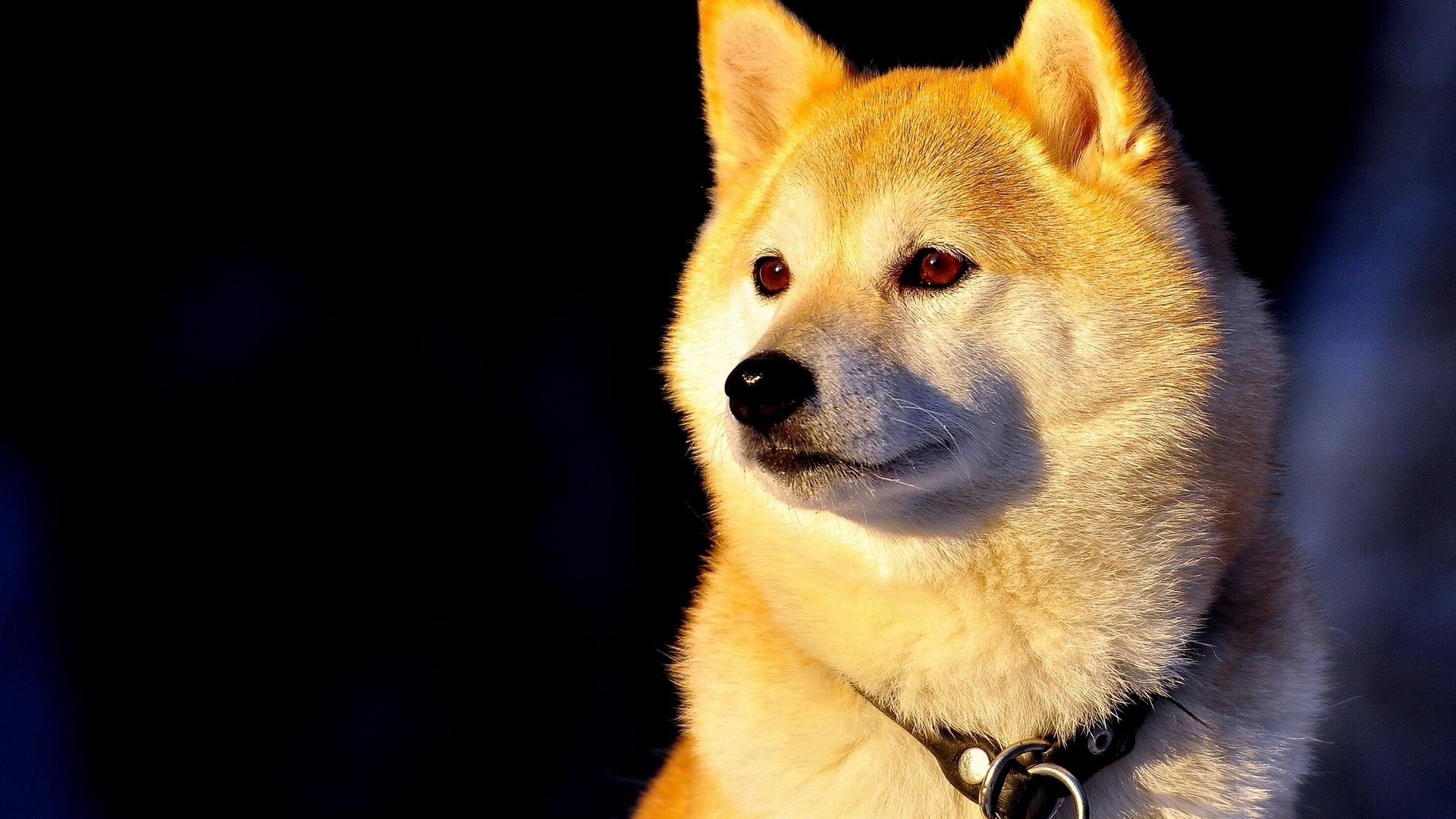 What S In The Theme This Theme Pack Consists Of Several - Windows 10 Shiba Inu - HD Wallpaper 