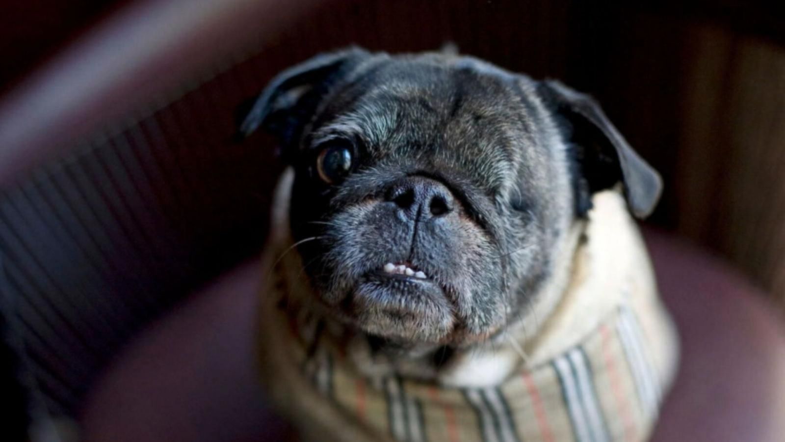 Parker Park Hyatt Chicago - HD Wallpaper 