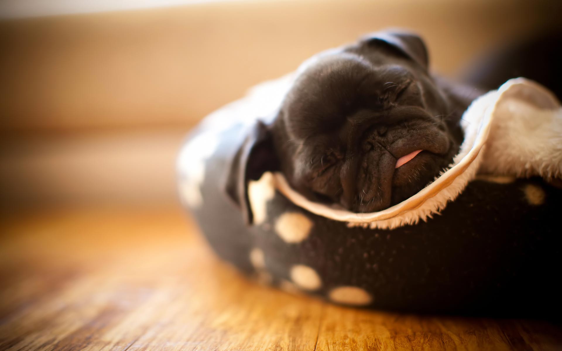 Funny Pug Backgrounds - HD Wallpaper 