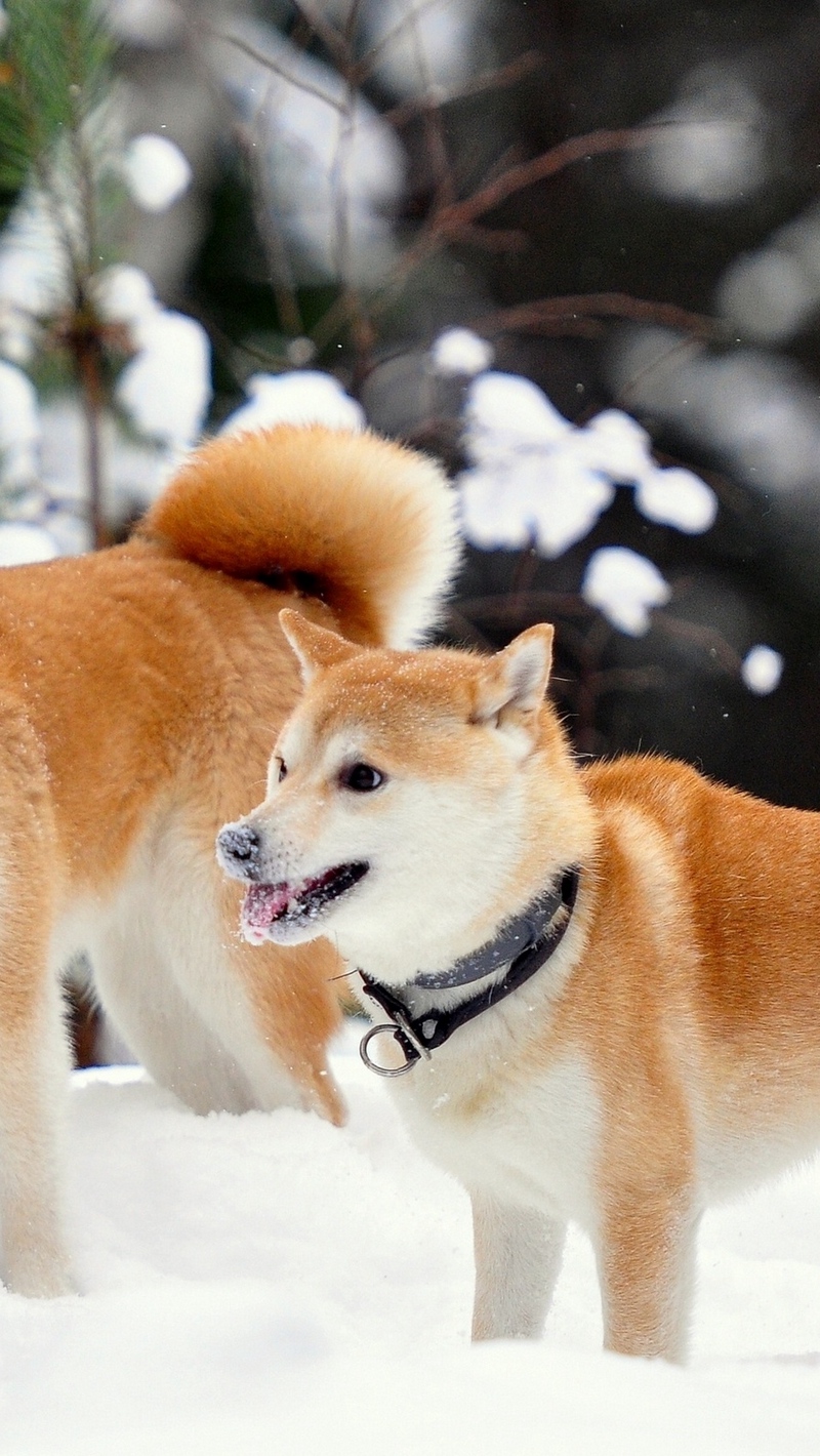 Wallpaper Akita Inu, Dog, Snow, Playful - Akita Inu Shiba Inu - HD Wallpaper 