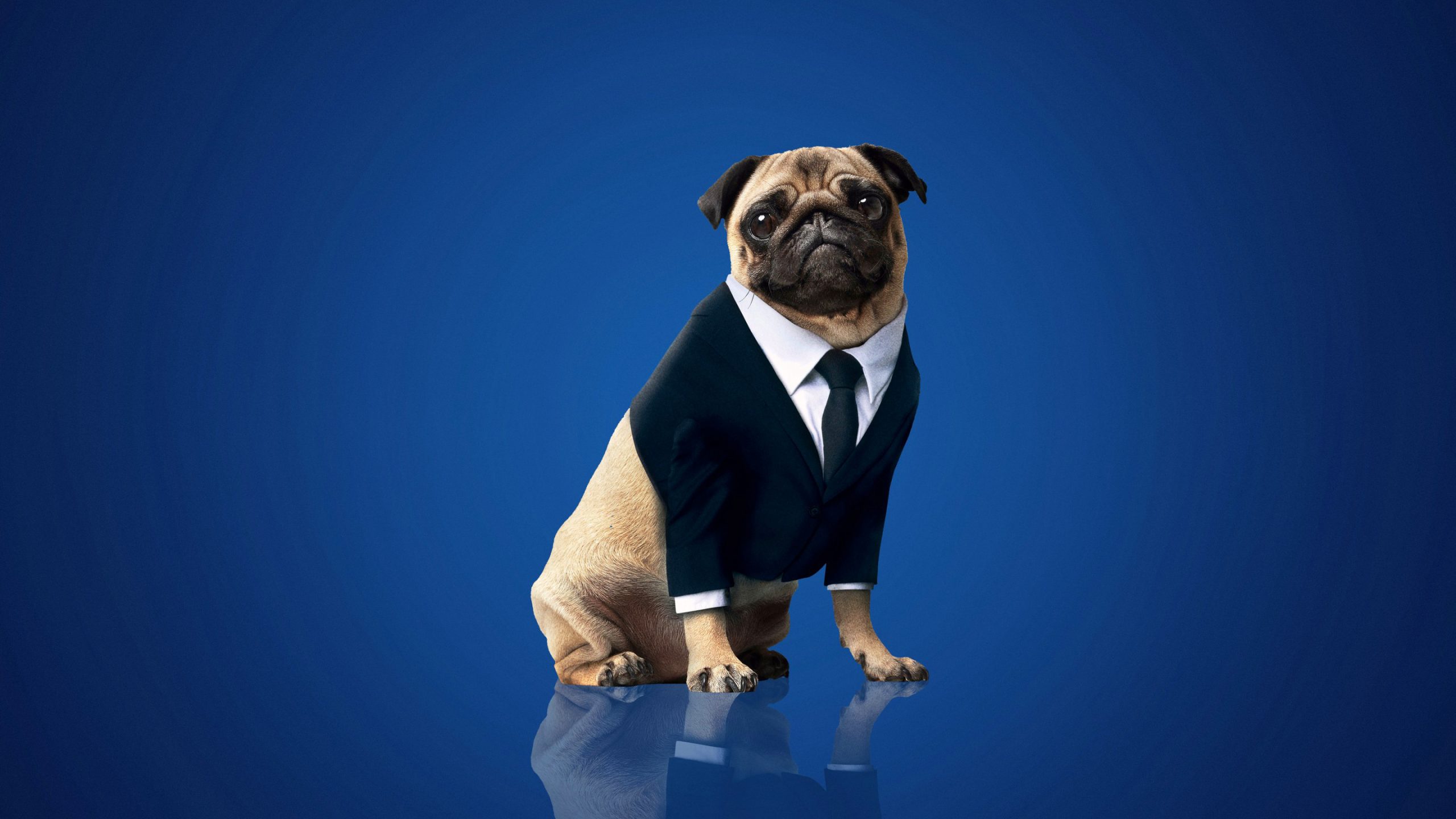 Frank The Pug - HD Wallpaper 