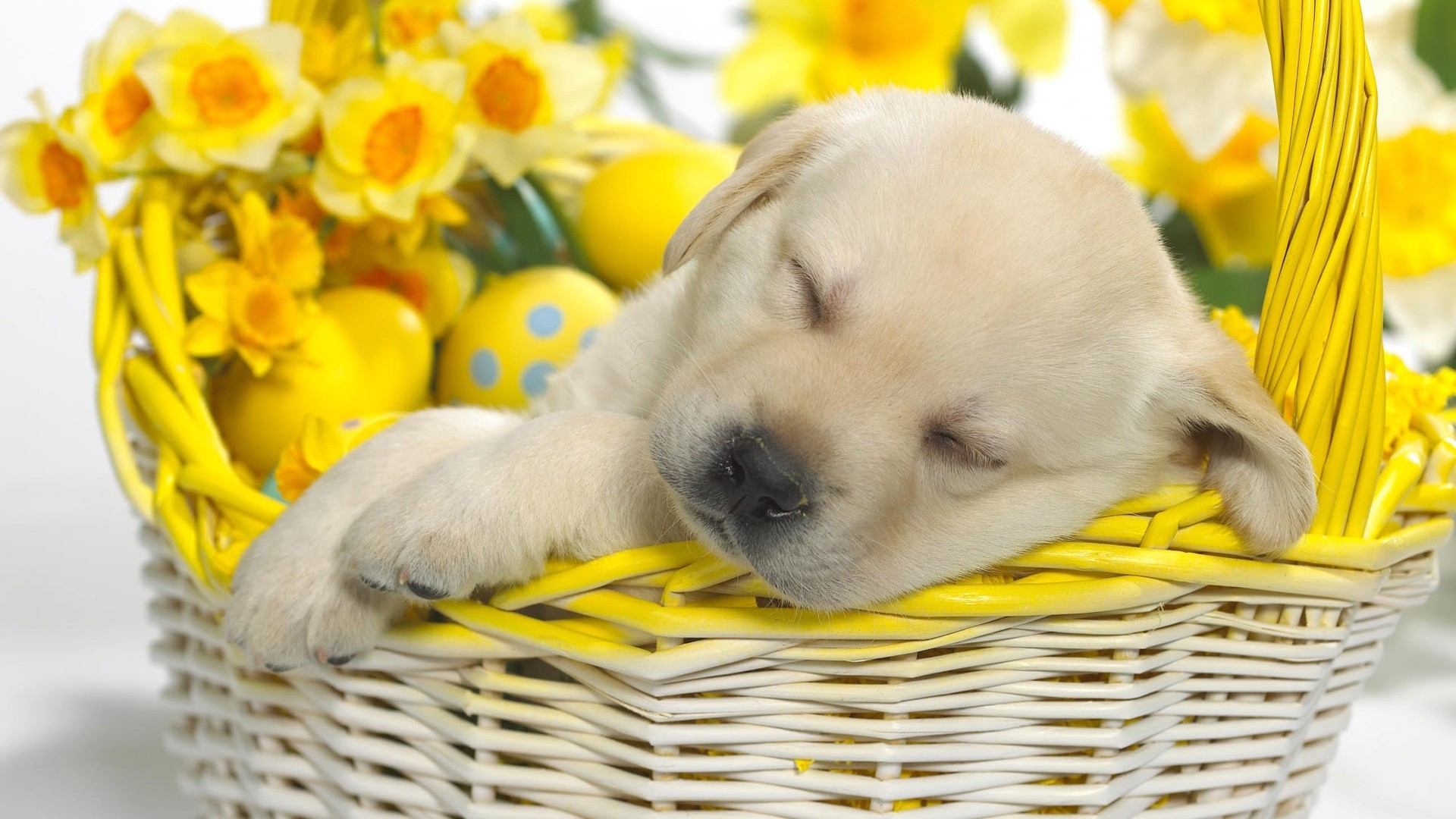Wallpaper Puppy, Easter, Basket, Dream, Flowers 
 Data - Cute Easter Wallpaper Ipad - HD Wallpaper 