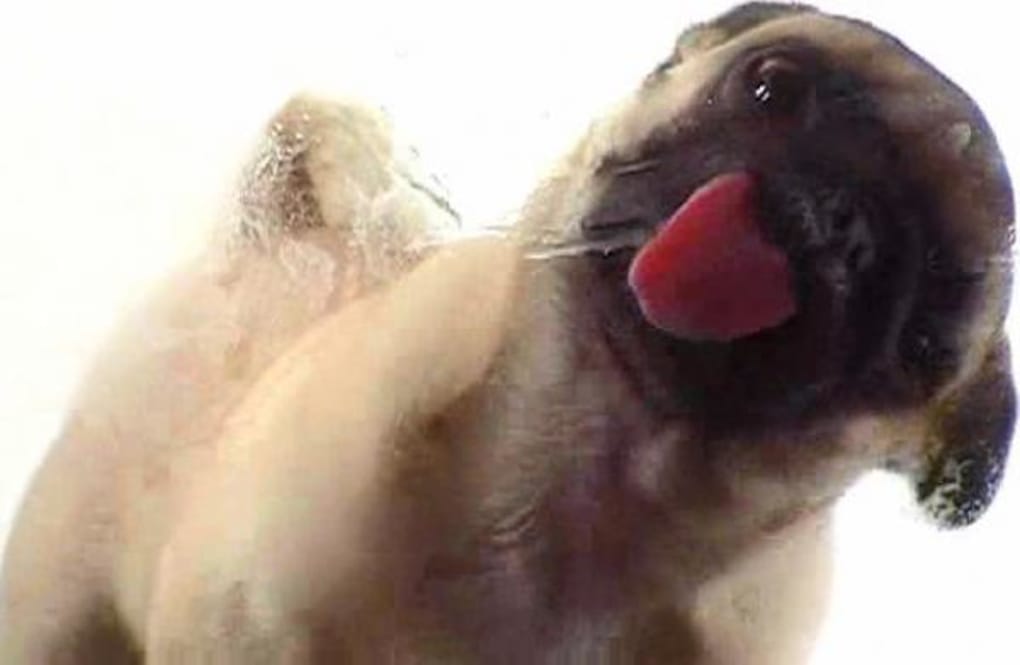 Dog Licking Camera Screen - HD Wallpaper 