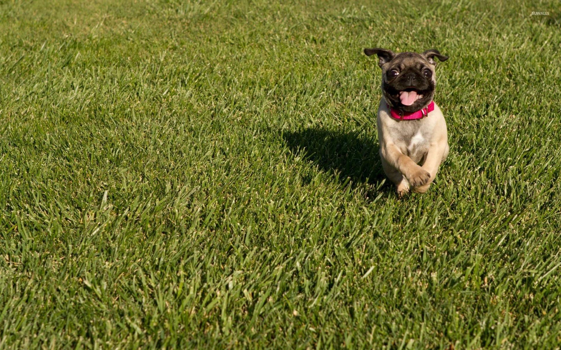 Dog Catches Something - HD Wallpaper 