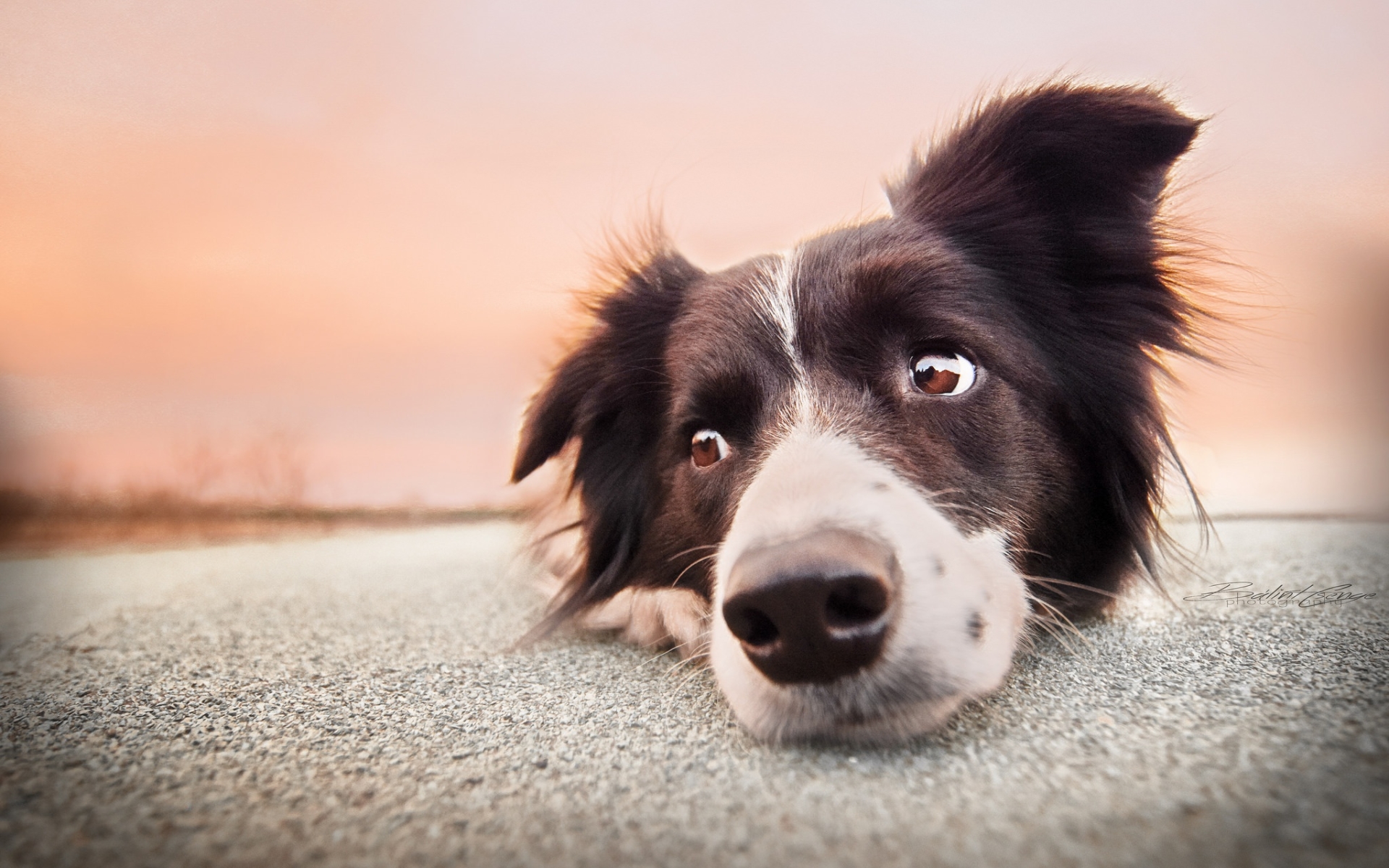 Border Collie, Road, Close-up, Pets, Cute Animals, - Meu Cachorro Vomitou Amarelo - HD Wallpaper 