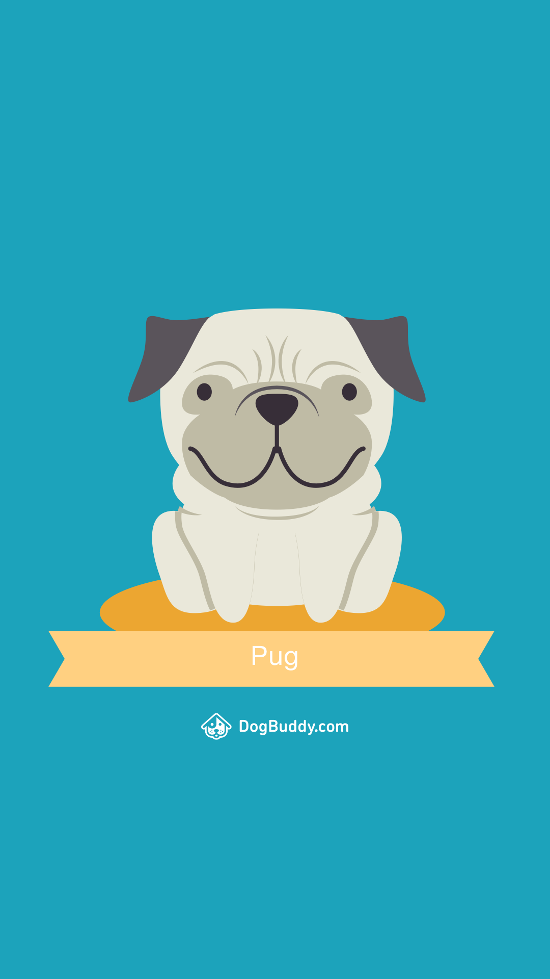 Pug - HD Wallpaper 