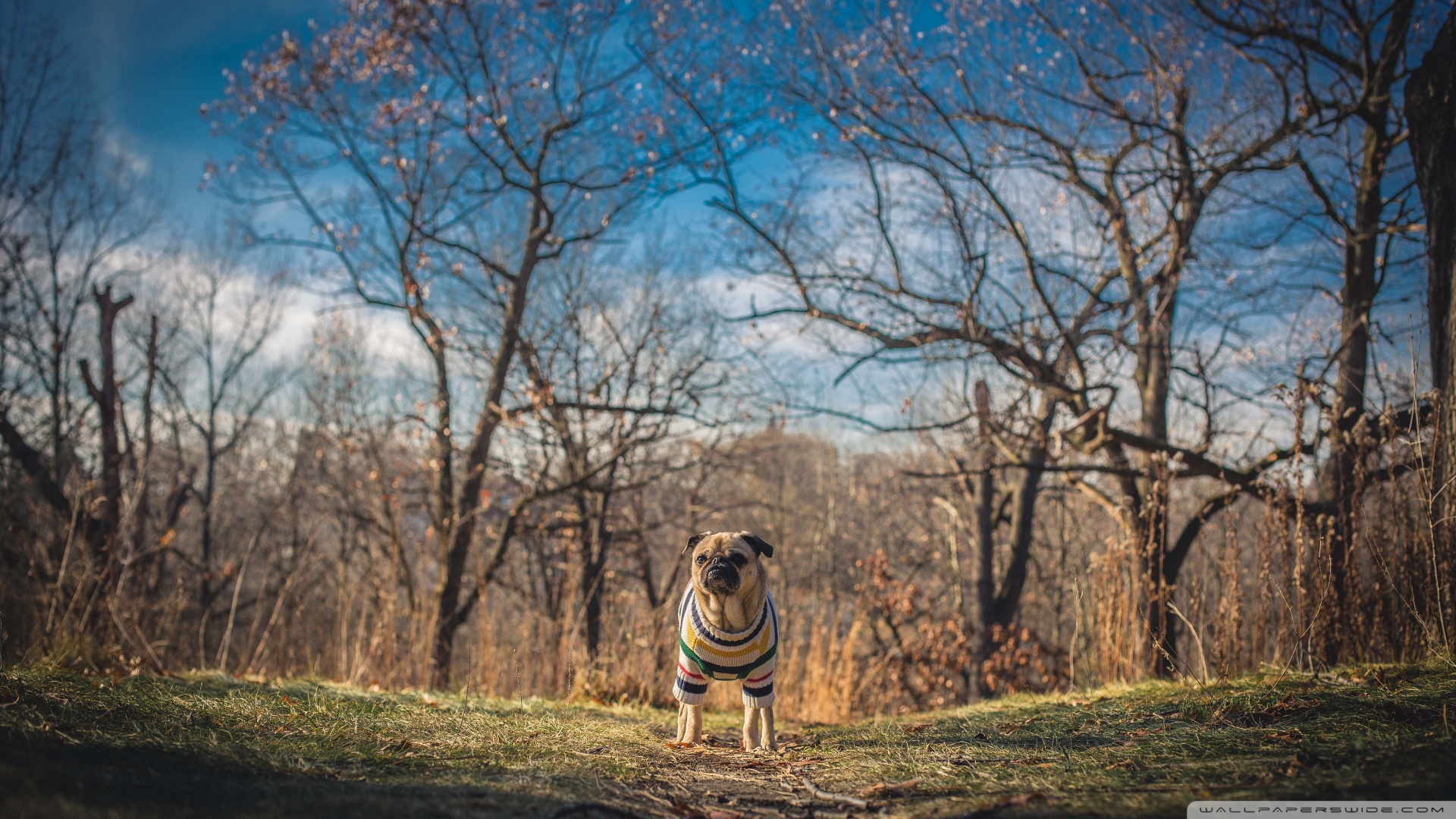 Ultra-high-definition Television - HD Wallpaper 