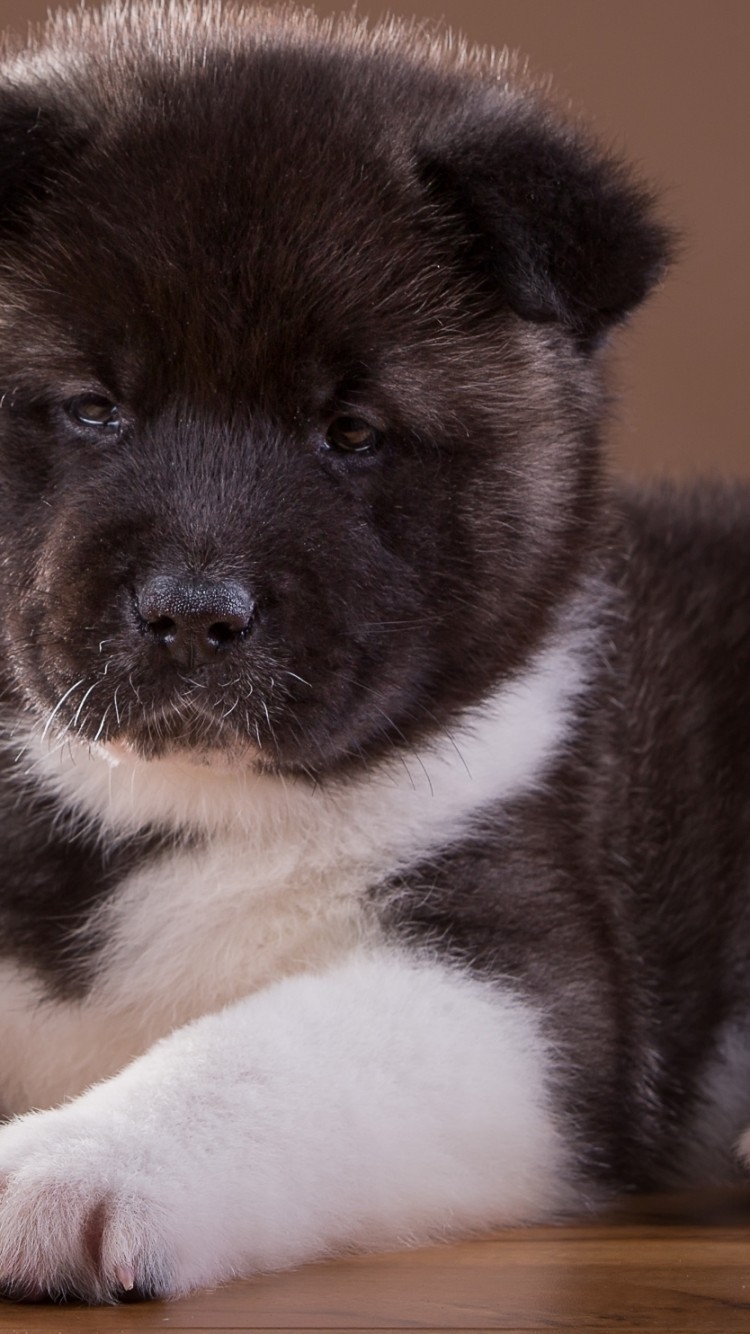 Puppy, Akita, Fluffy, Dogs, Lying Down - Akita Szczeniak - HD Wallpaper 