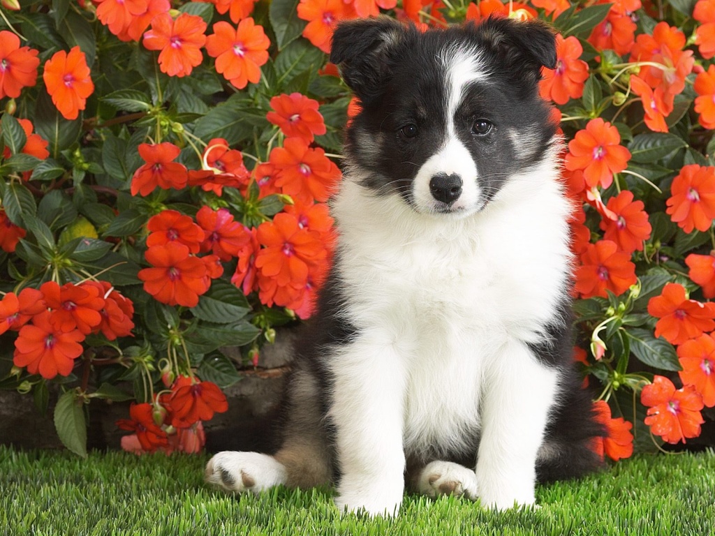 Border Collie Puppy, Wallpaper - HD Wallpaper 
