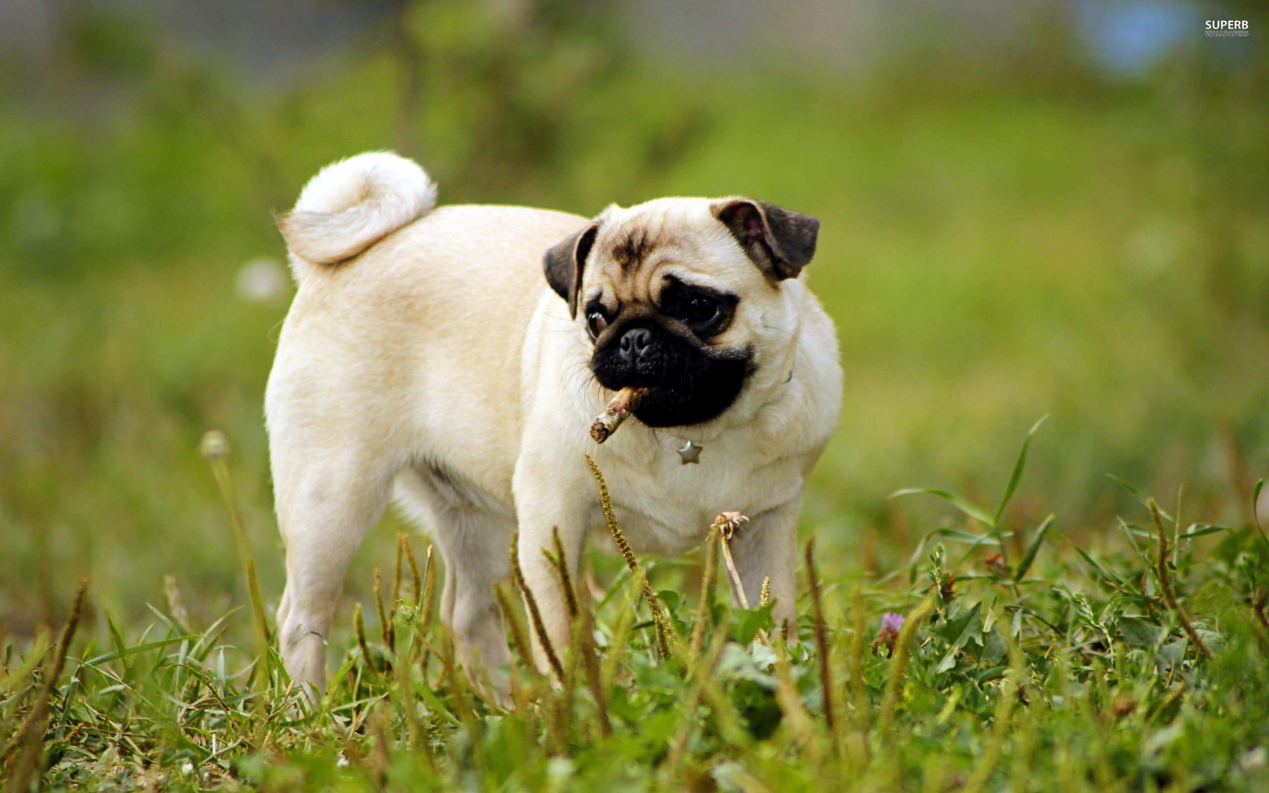Pug Dog Images Hd - HD Wallpaper 