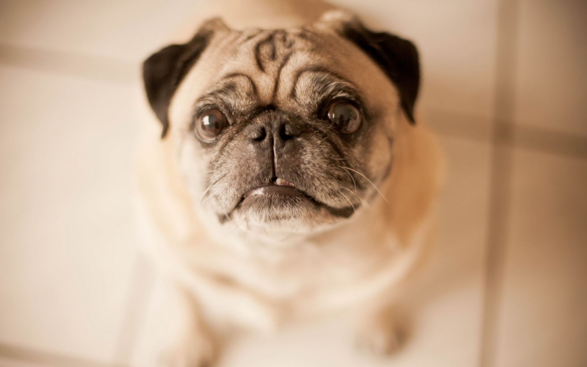 Pug - HD Wallpaper 