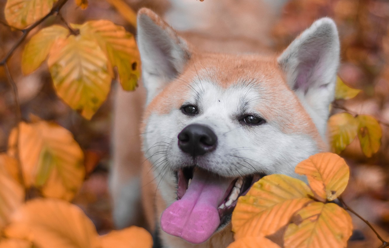 Photo Wallpaper Autumn, Language, Face, Leaves, Branches, - Akita Inu - HD Wallpaper 