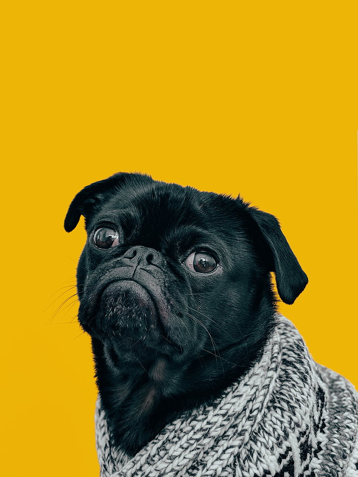 Black Pug, Dog, Muzzle, Look, Scarf, Pets, Animal, - Black Pug With Yellow Background - HD Wallpaper 