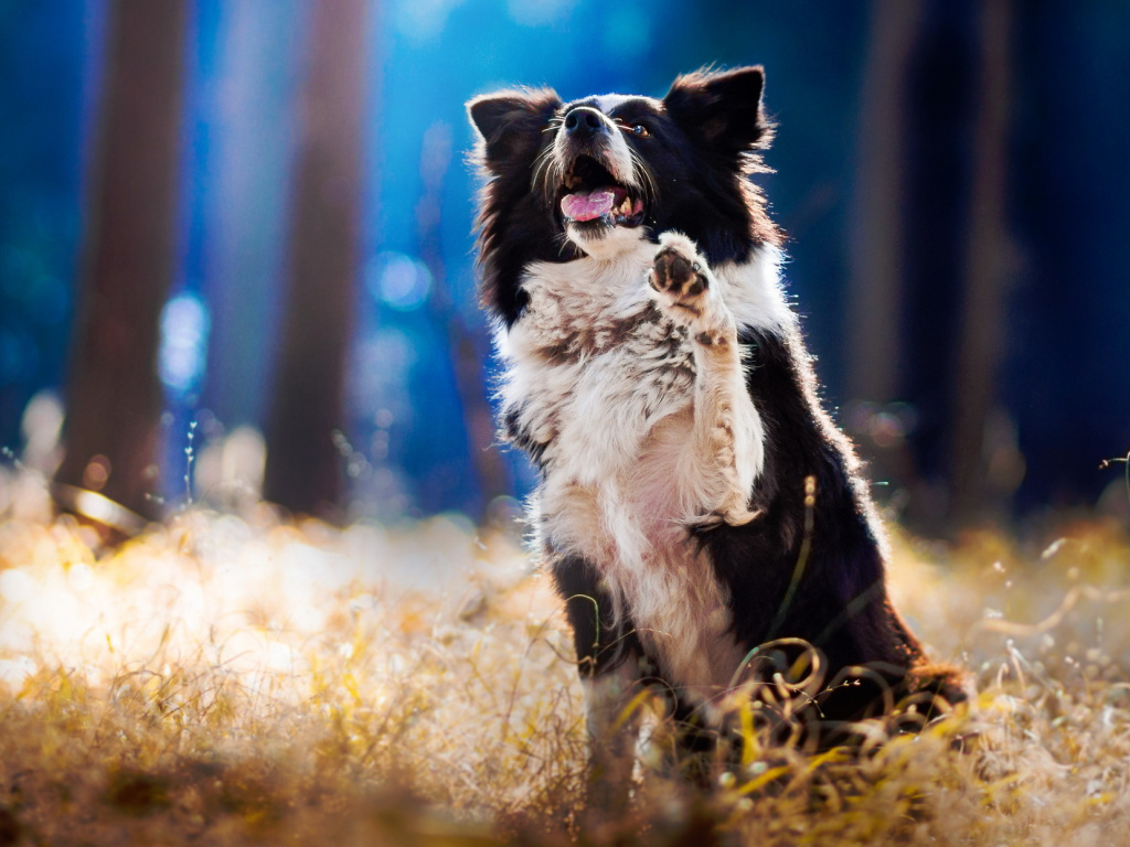 Desktop Wallpaper Border Collie Dog, Playing, Meadow, - Dog - HD Wallpaper 