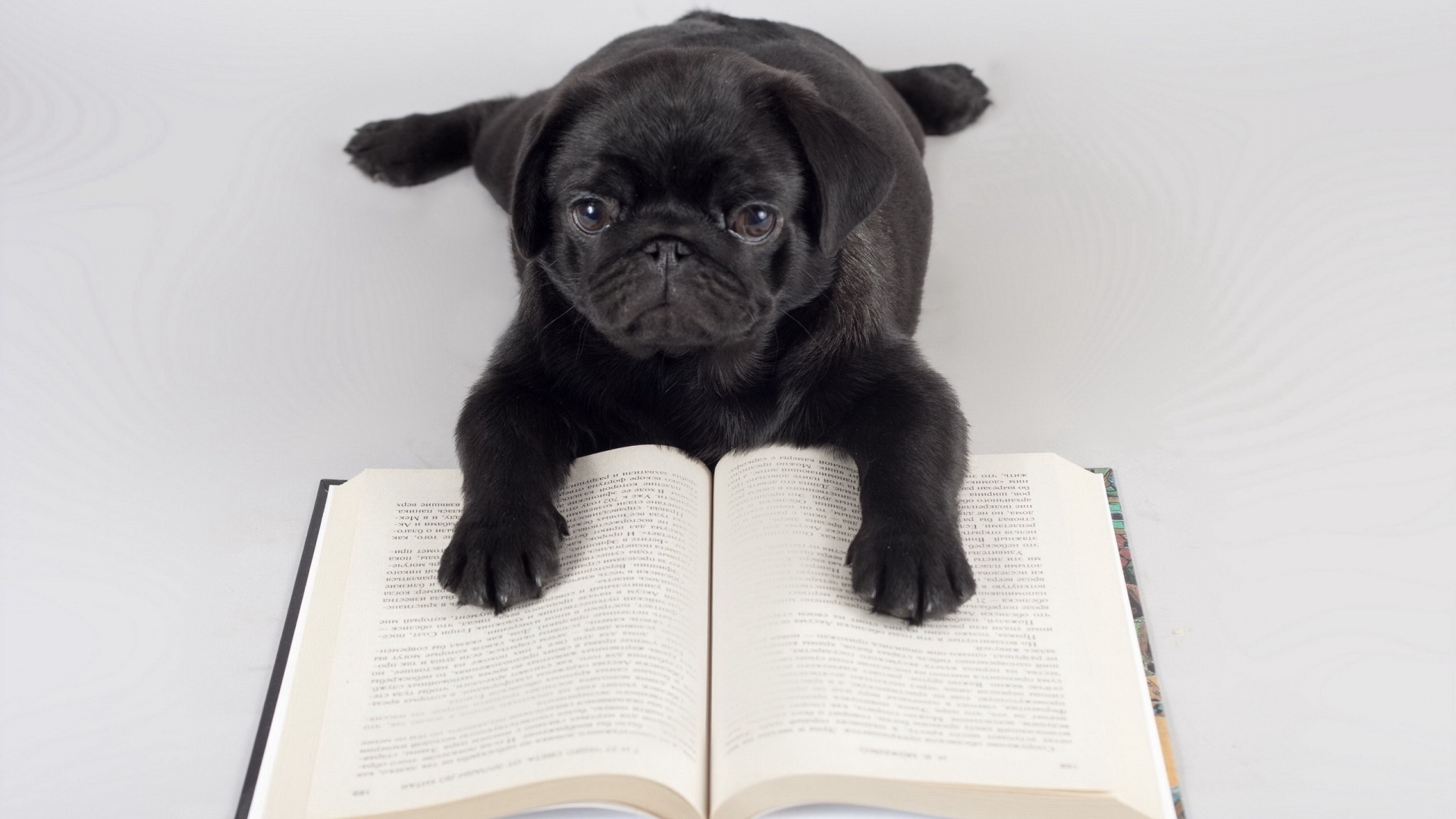 Pug Reading A Book - HD Wallpaper 