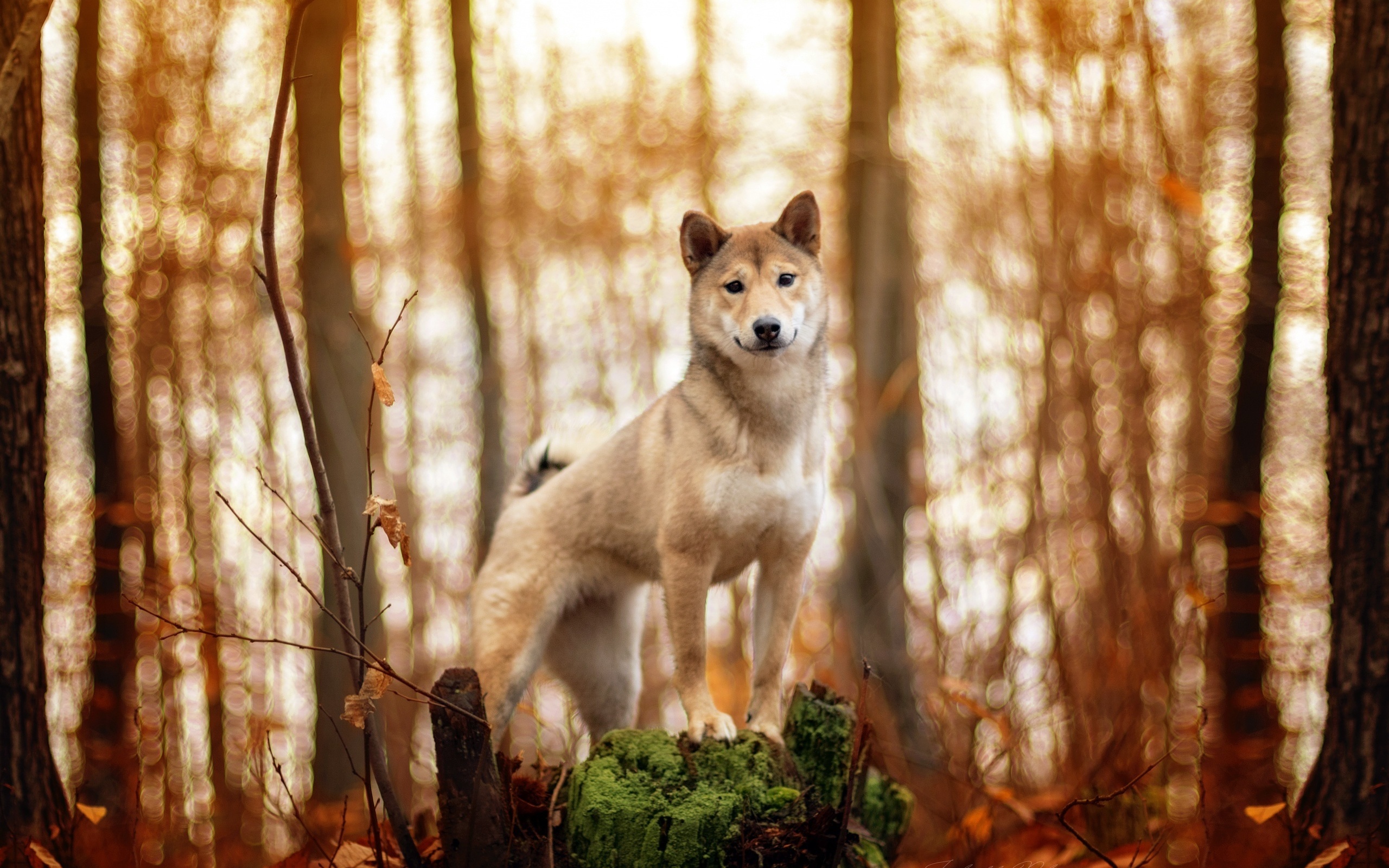 Akita Inu, Forest, Pets, Dogs, Cute Animals, Akita - Shiba Inu Tapety - HD Wallpaper 