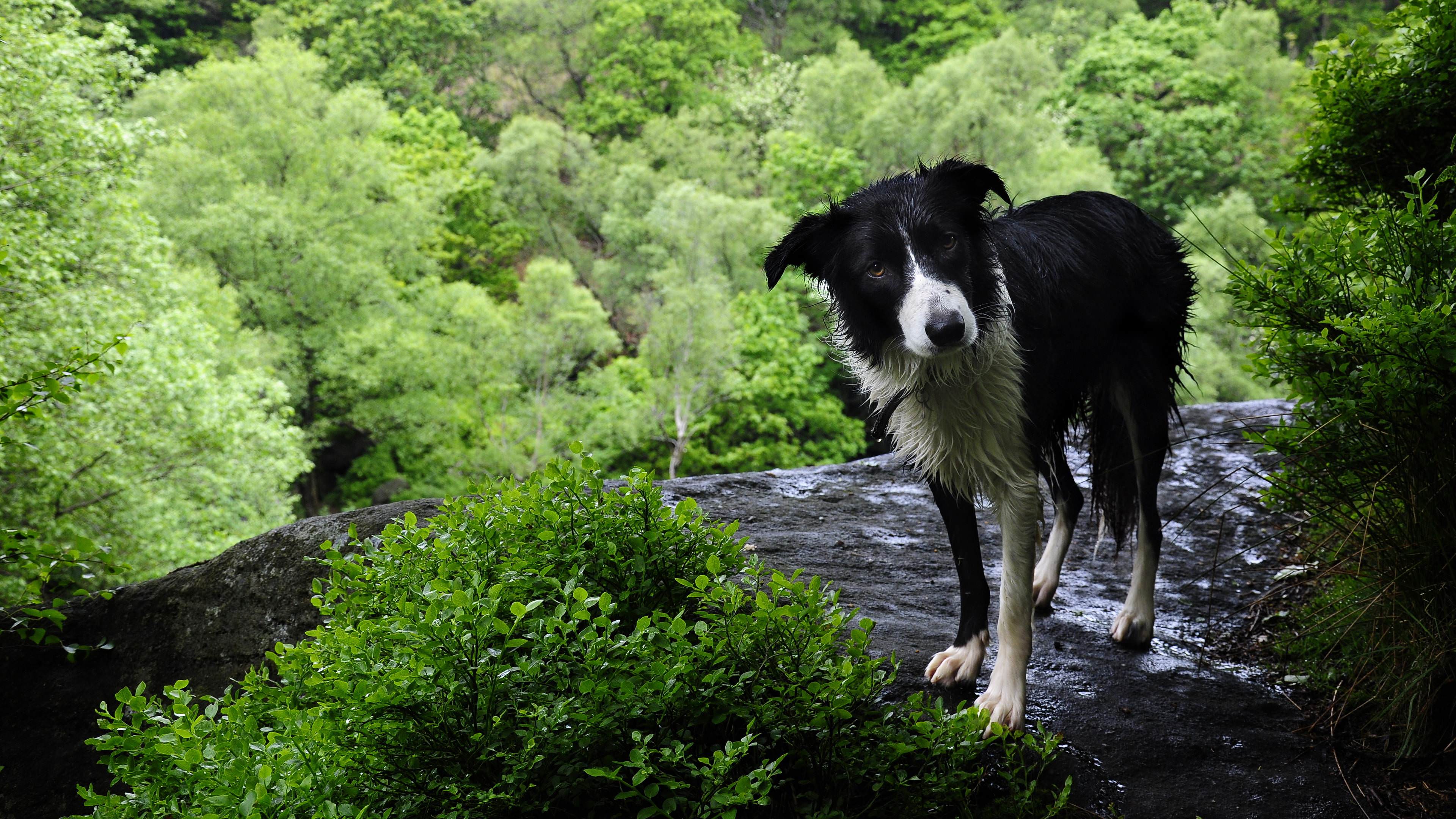 Border Collie Wallpaper - HD Wallpaper 