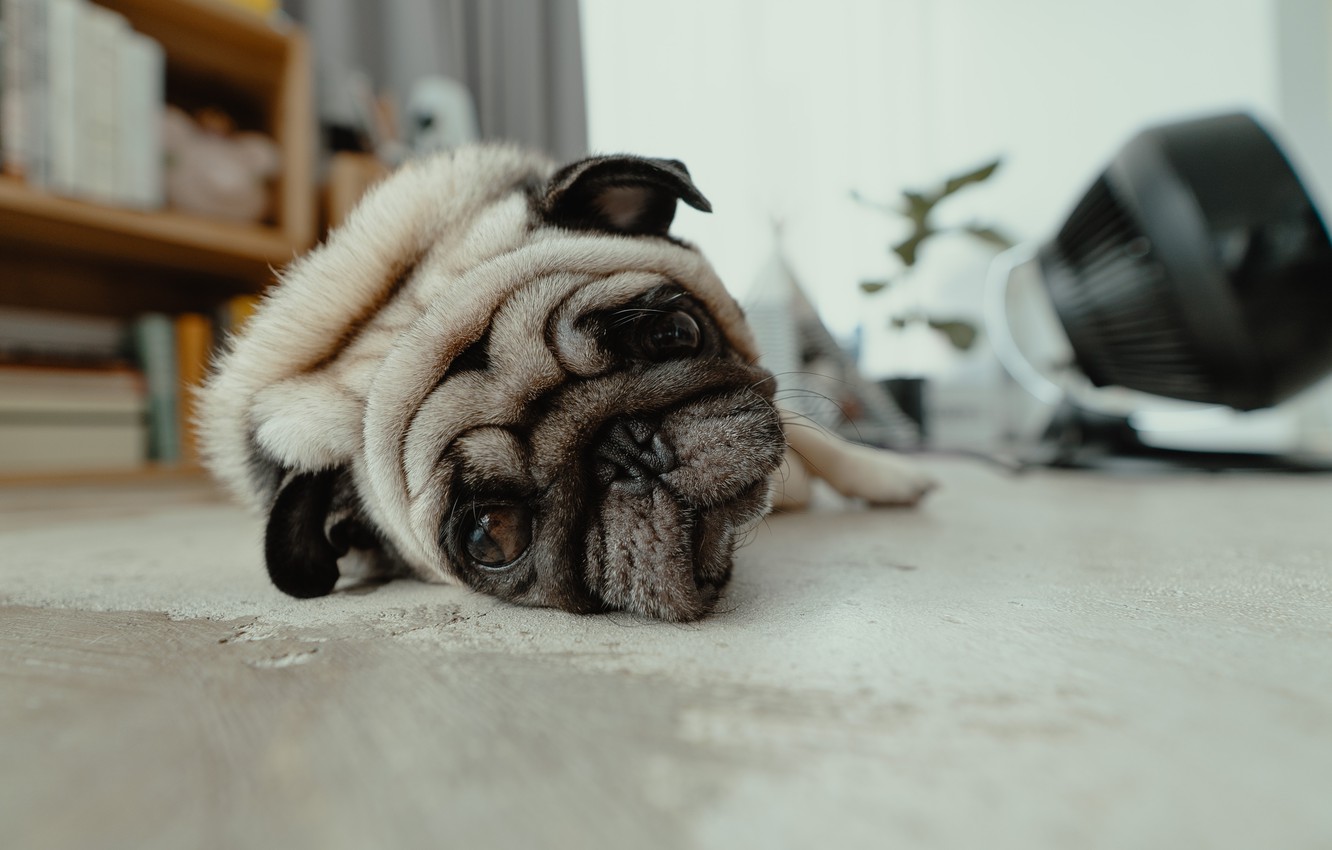 Photo Wallpaper Face, House, Stay, Pug, Lies, House, - Fat Pugs - HD Wallpaper 