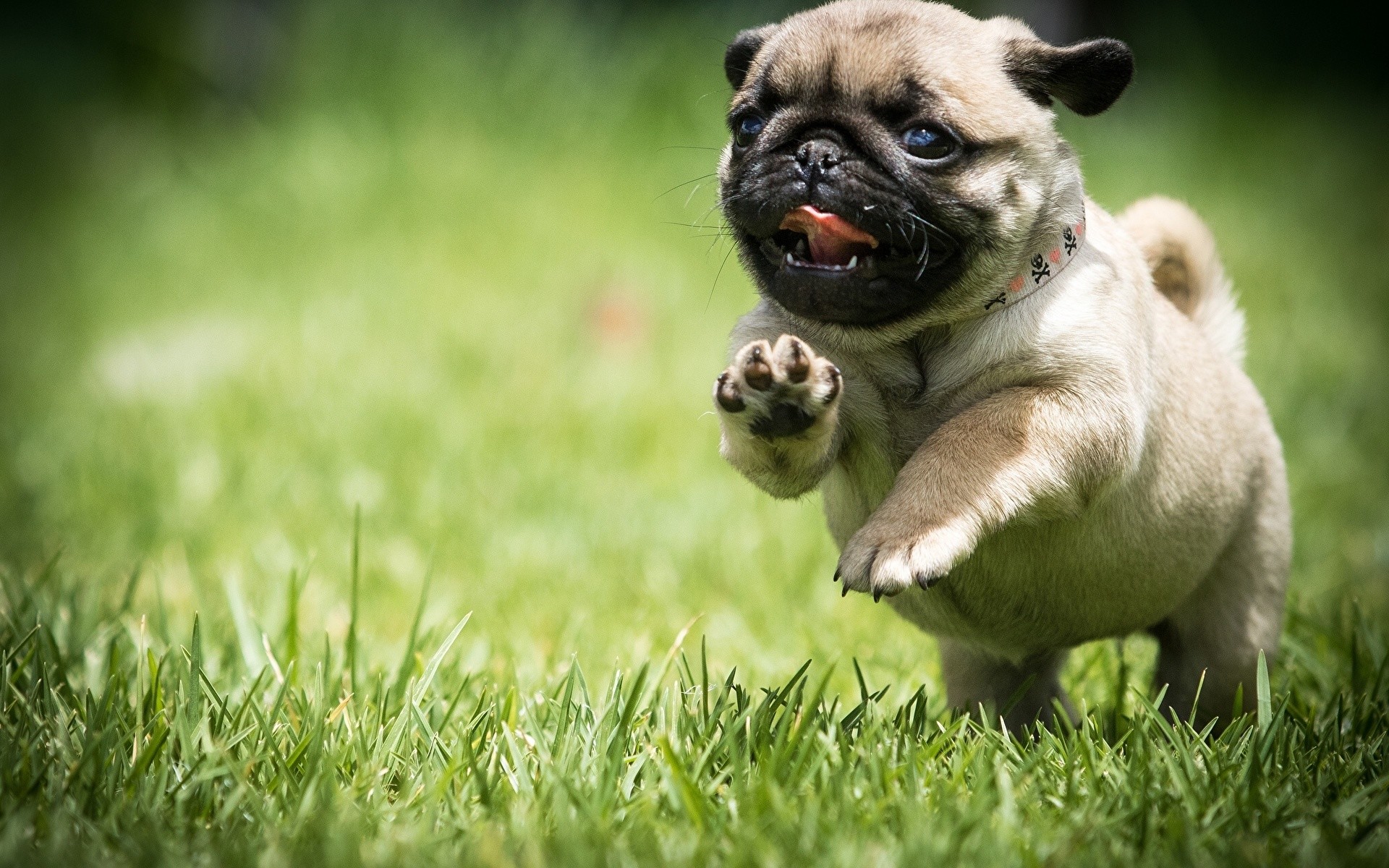 Wallpaper Pug Puppy Dogs Run Food Grass Running 
 Data - Pug Backgrounds - HD Wallpaper 