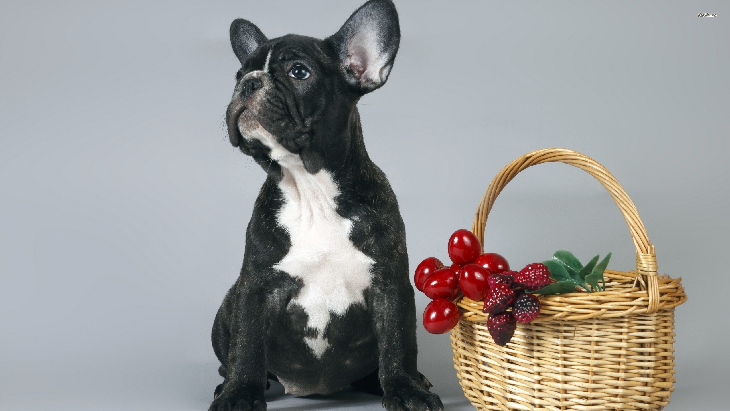 Black And White Colored Pug - HD Wallpaper 