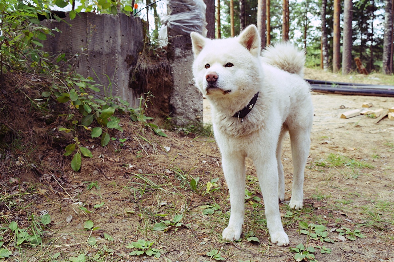 Perros Akita De Color Blanco - HD Wallpaper 