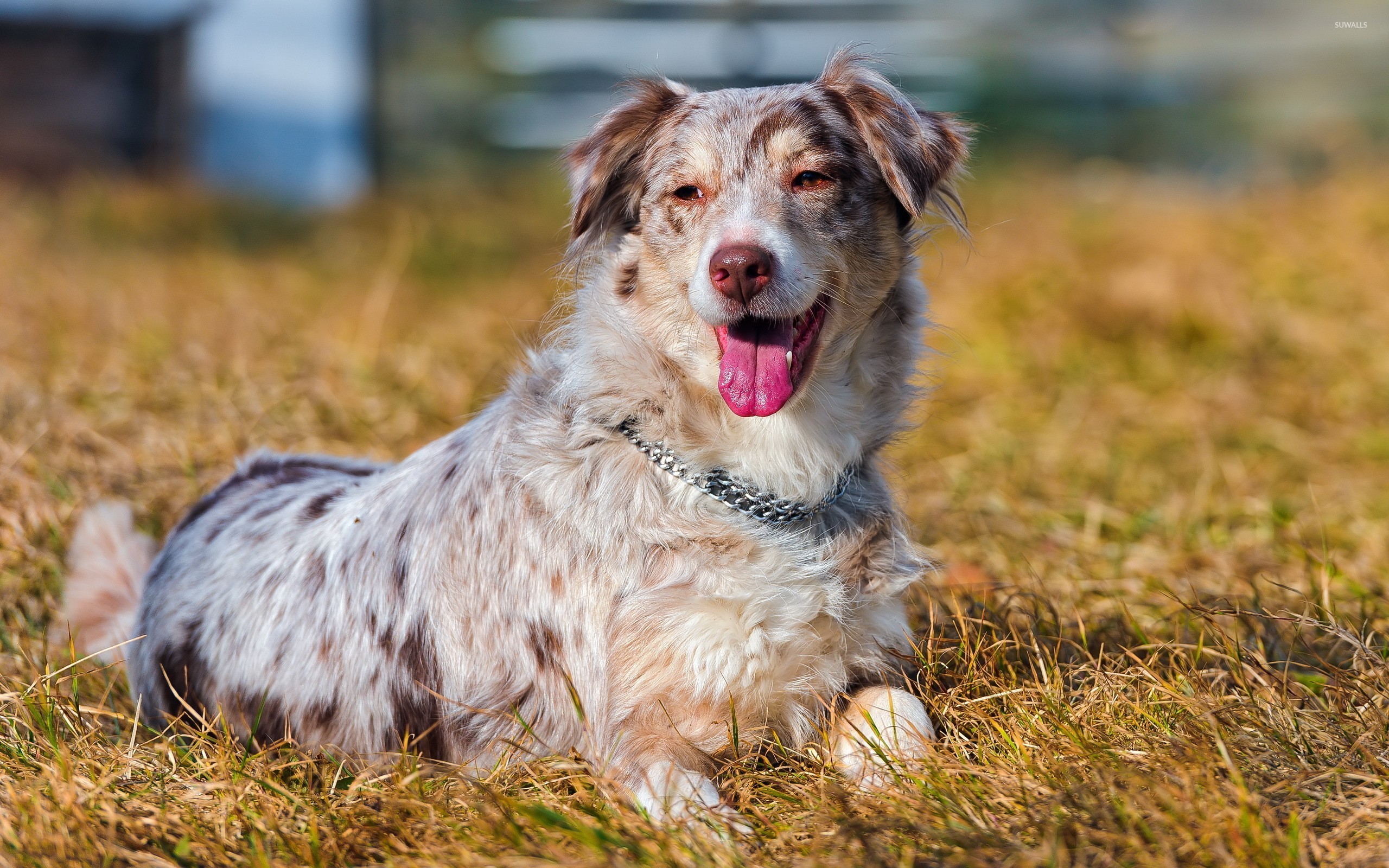 Australian Shepherd Collar - HD Wallpaper 