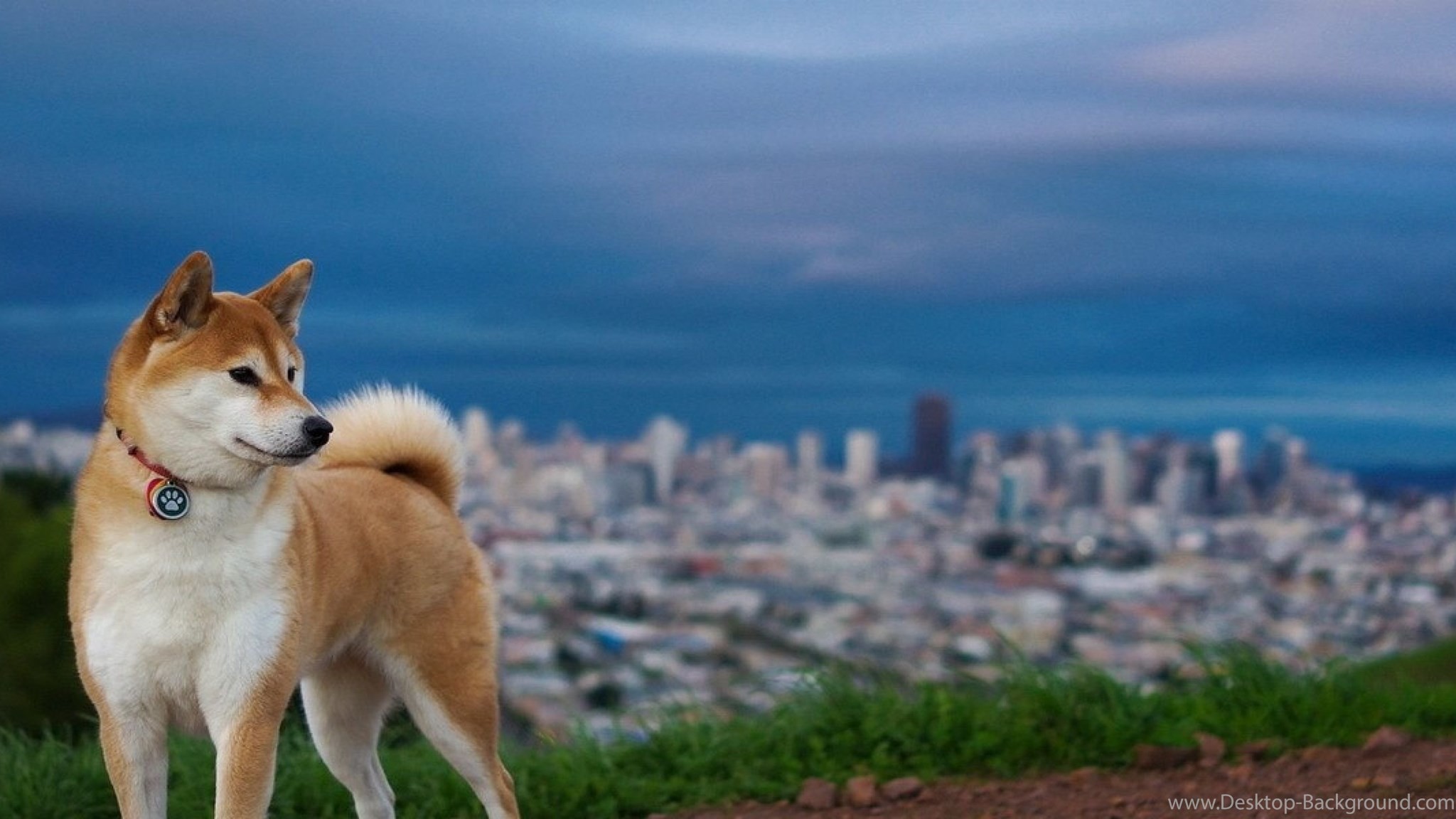 Widescreen 
 Data-src /w/full/6/0/7/508402 - Shiba Inu - HD Wallpaper 