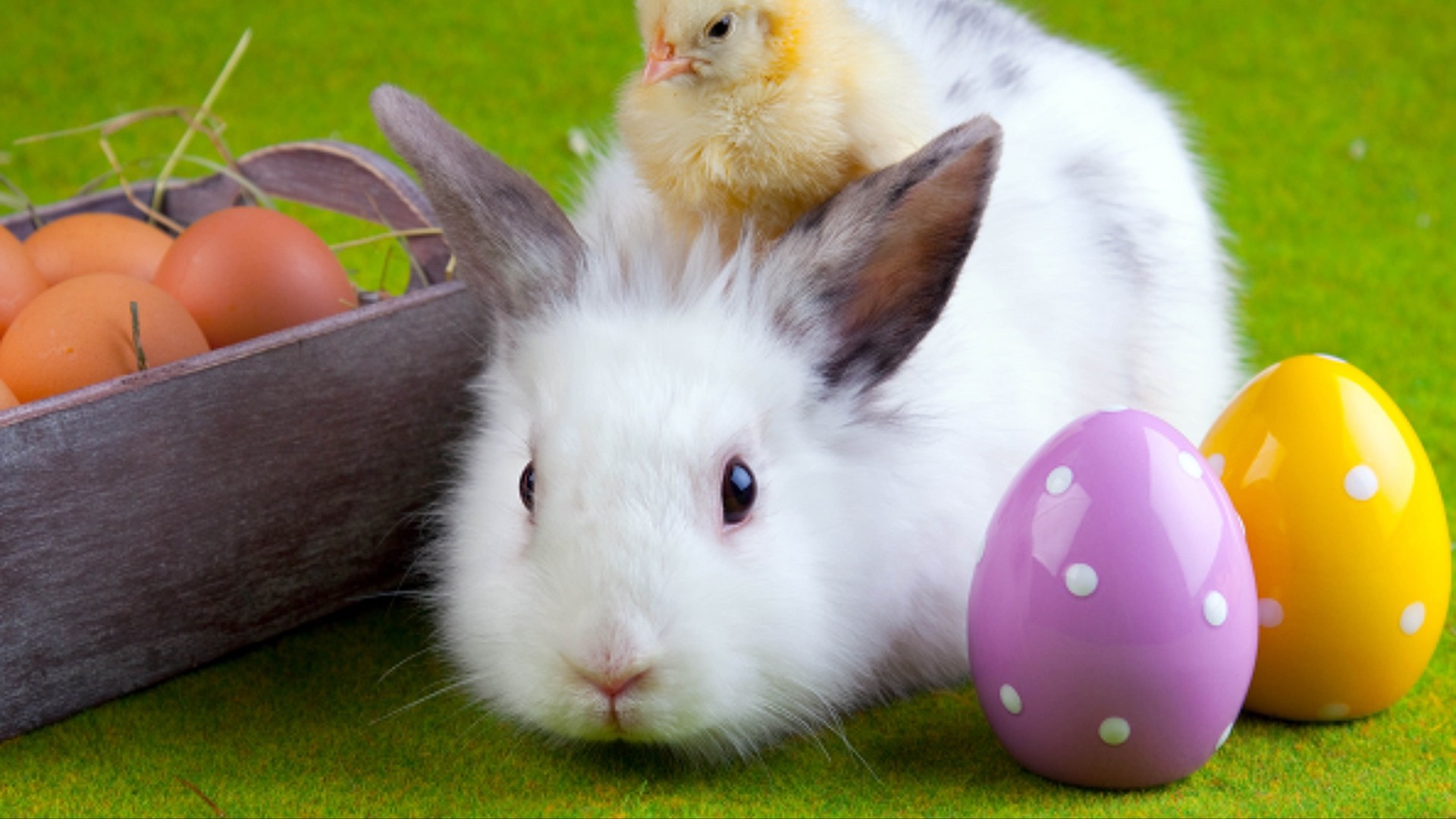 Wallpaper Rabbit, Chicken, Eggs, Easter, Friendship - Ostereier Hintergrundbilder - HD Wallpaper 