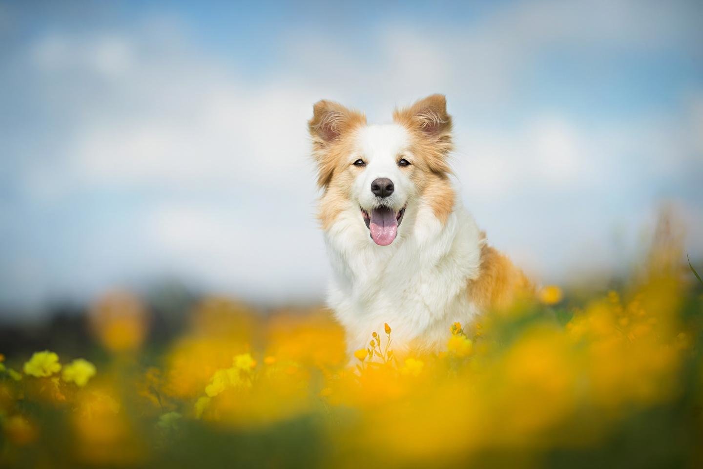 High Resolution Border Collie Hd Wallpaper Id - Border Collie Wallpaper Anime - HD Wallpaper 