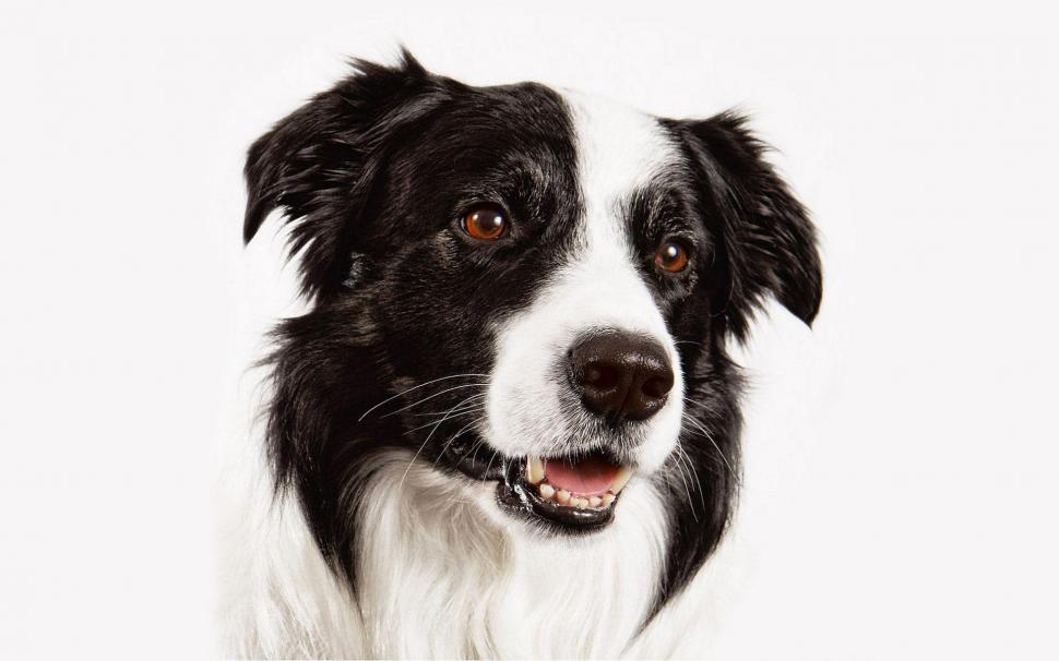 Superb Border Collie Wallpaper,animals Hd Wallpaper,1920x1200 - Border Collie Hd - HD Wallpaper 