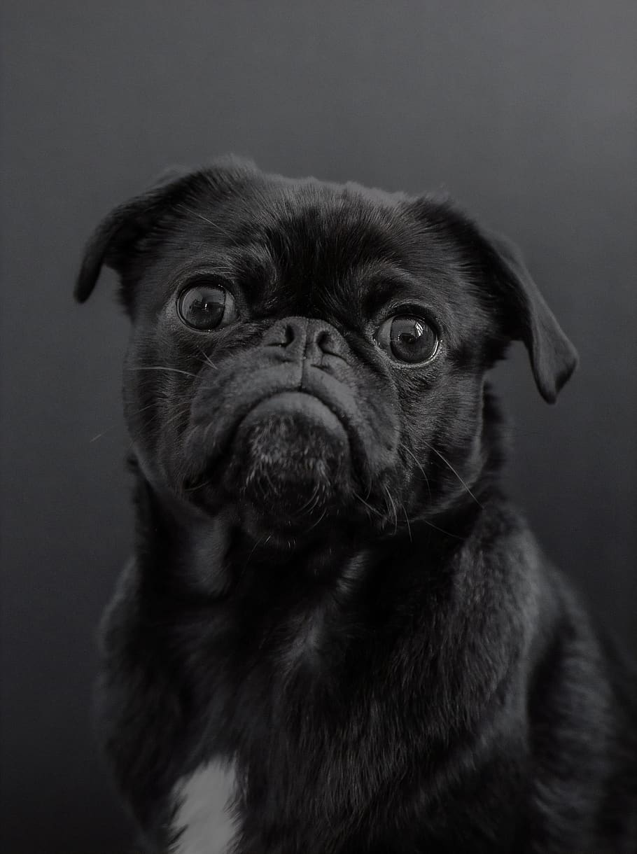 Black Pug Puppy, One Animal, Animal Themes, Mammal, - Iphone Black Pug - HD Wallpaper 