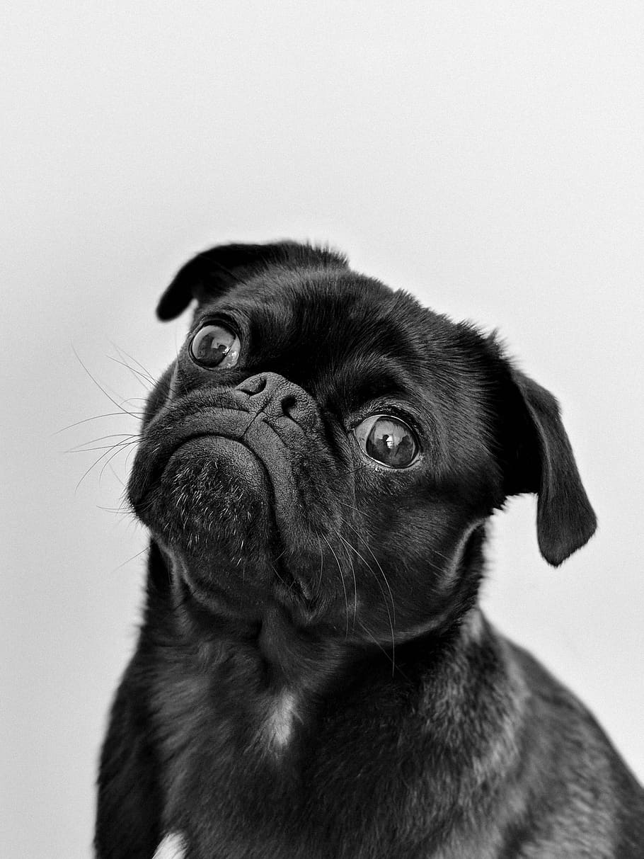 Close Up Photography Of Black Pug, Dog, Puppy, Animal, - Crying Cat And Dogs - HD Wallpaper 