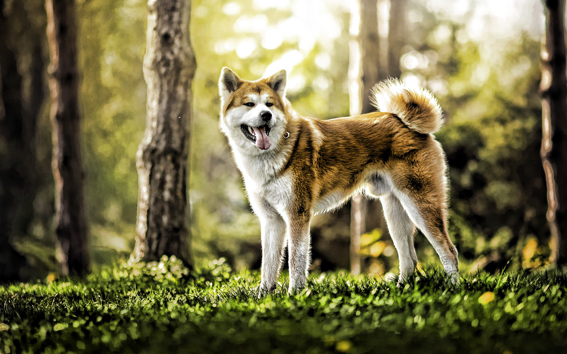 Akita Inu In Forest, Pets, Dogs, Hdr, Summer, Akita - Shiba Inu - HD Wallpaper 