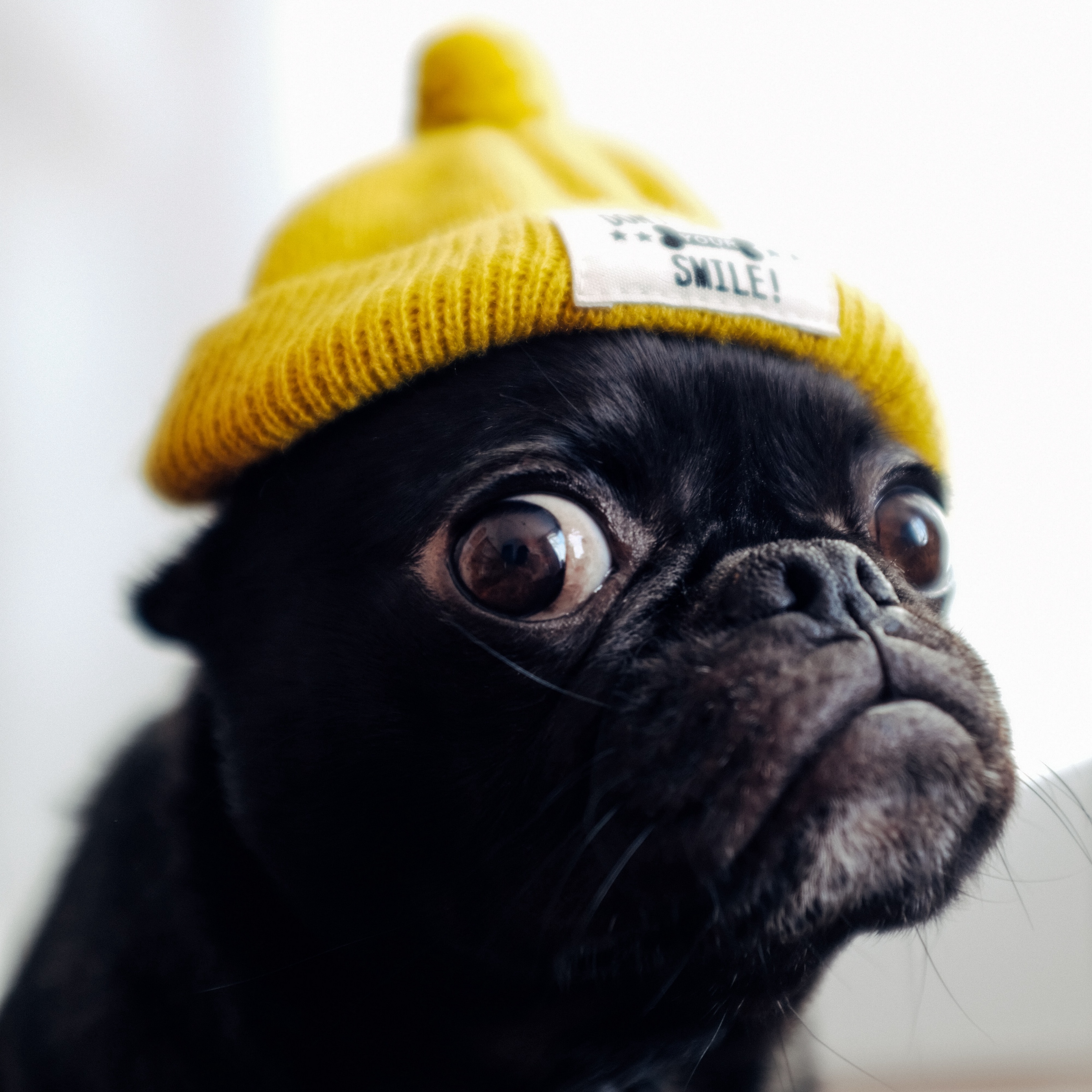 Wallpaper Pug, Dog, Hat, Funny, Pet - Pug Dog - HD Wallpaper 