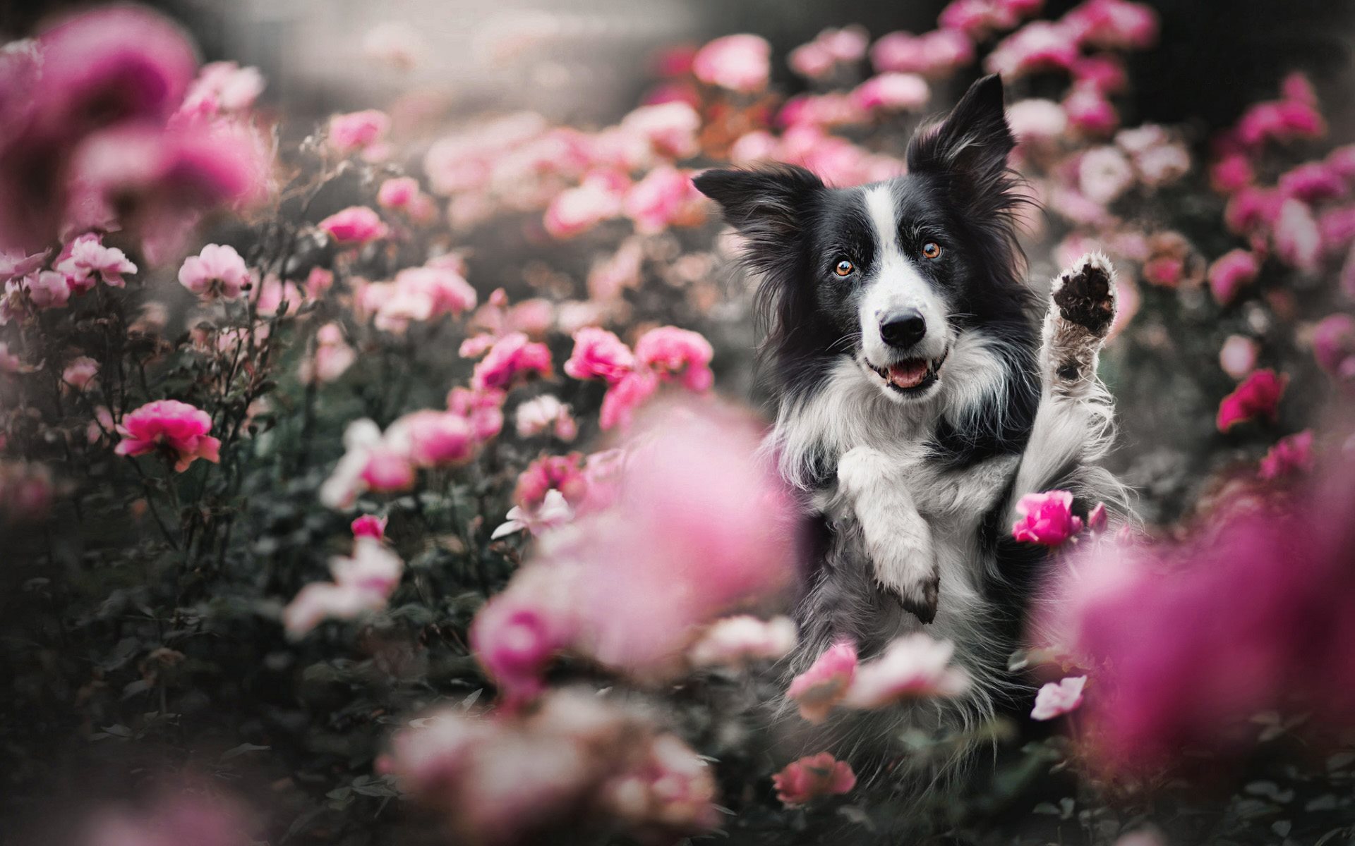 Border Collie Wallpaper - HD Wallpaper 